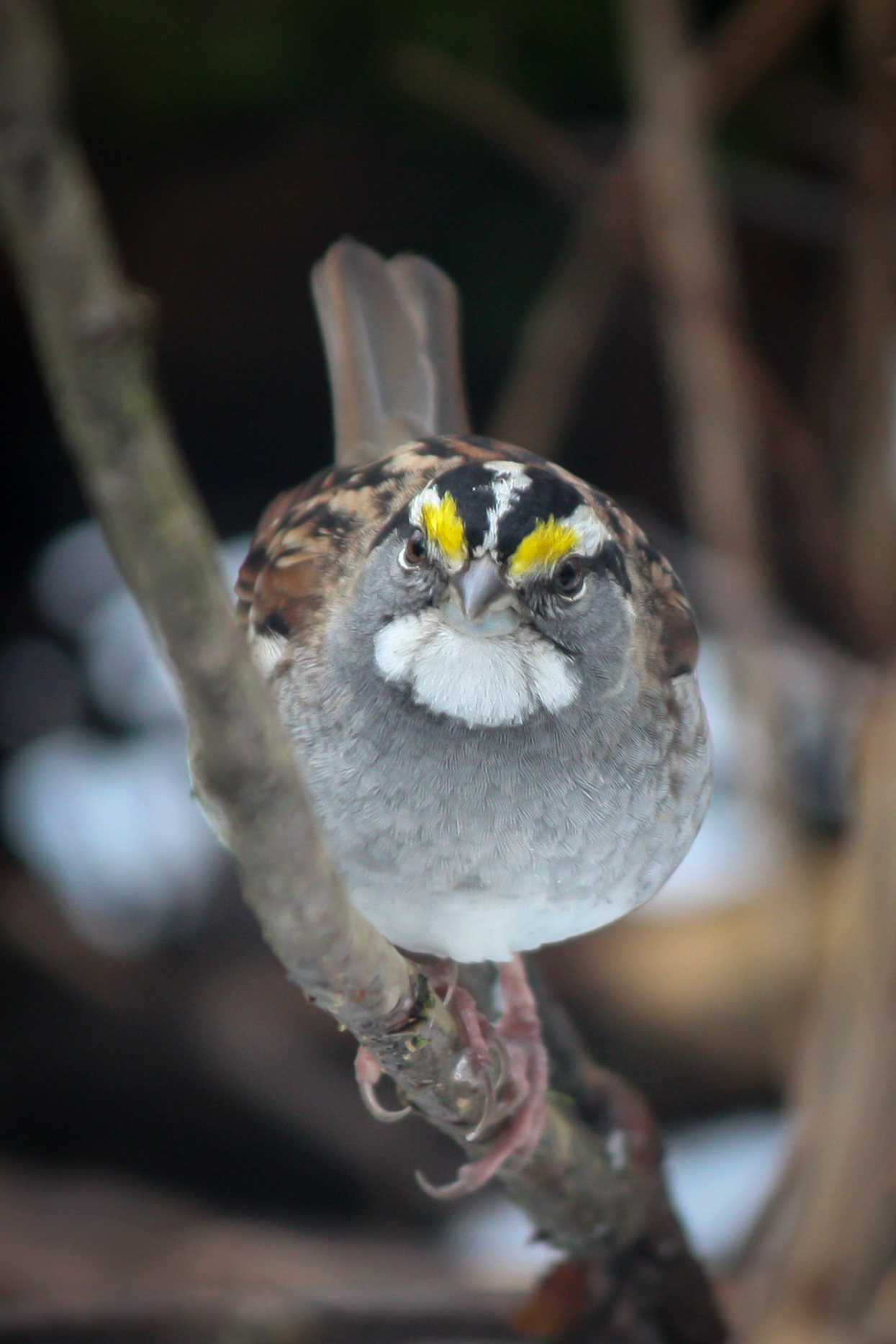 White-throated Sparrow - BC