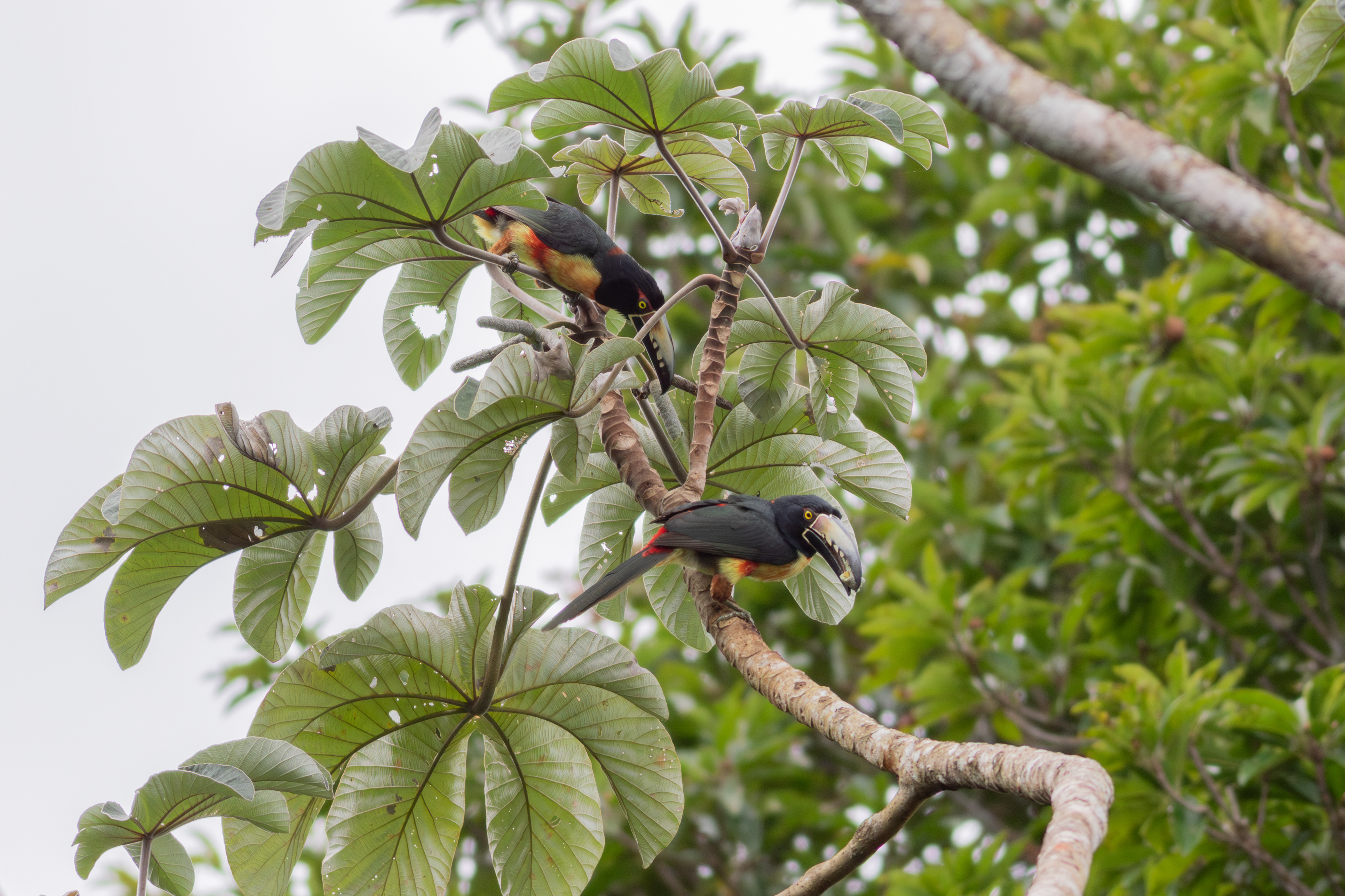 Collared Aracari - Quintana Roo