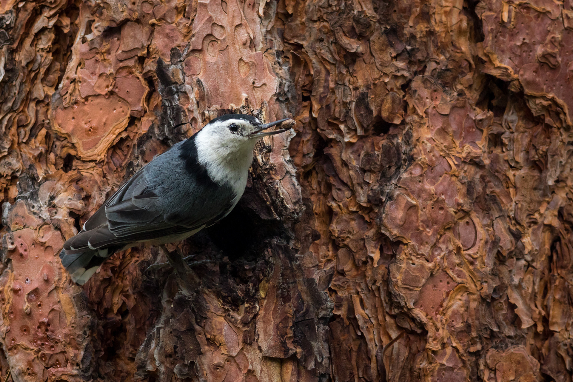 White-breasted Nuthatch