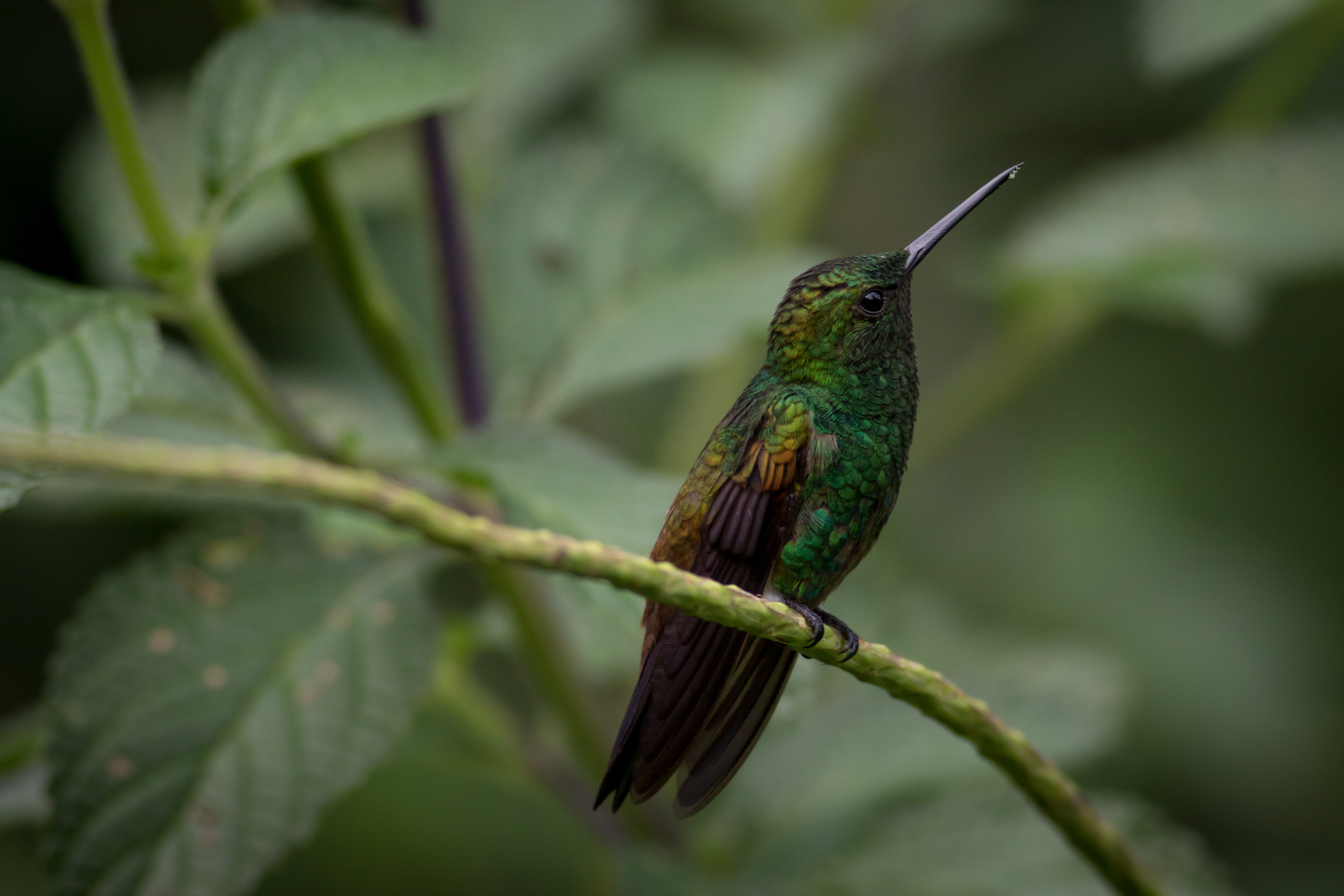 Copper-rumped Hummingbird
