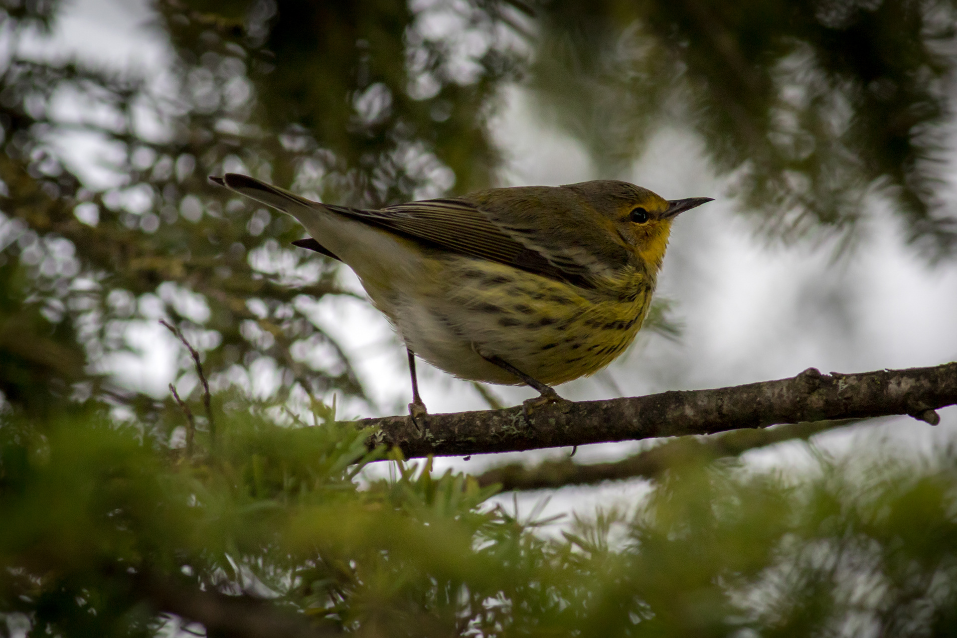 Cape May Warbler (vagrant) - BC
