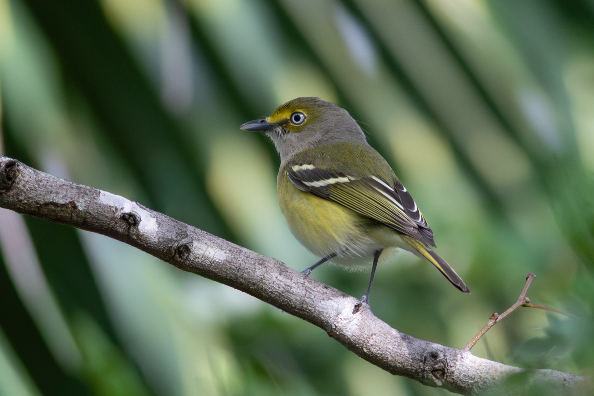 White-eyed Vireo