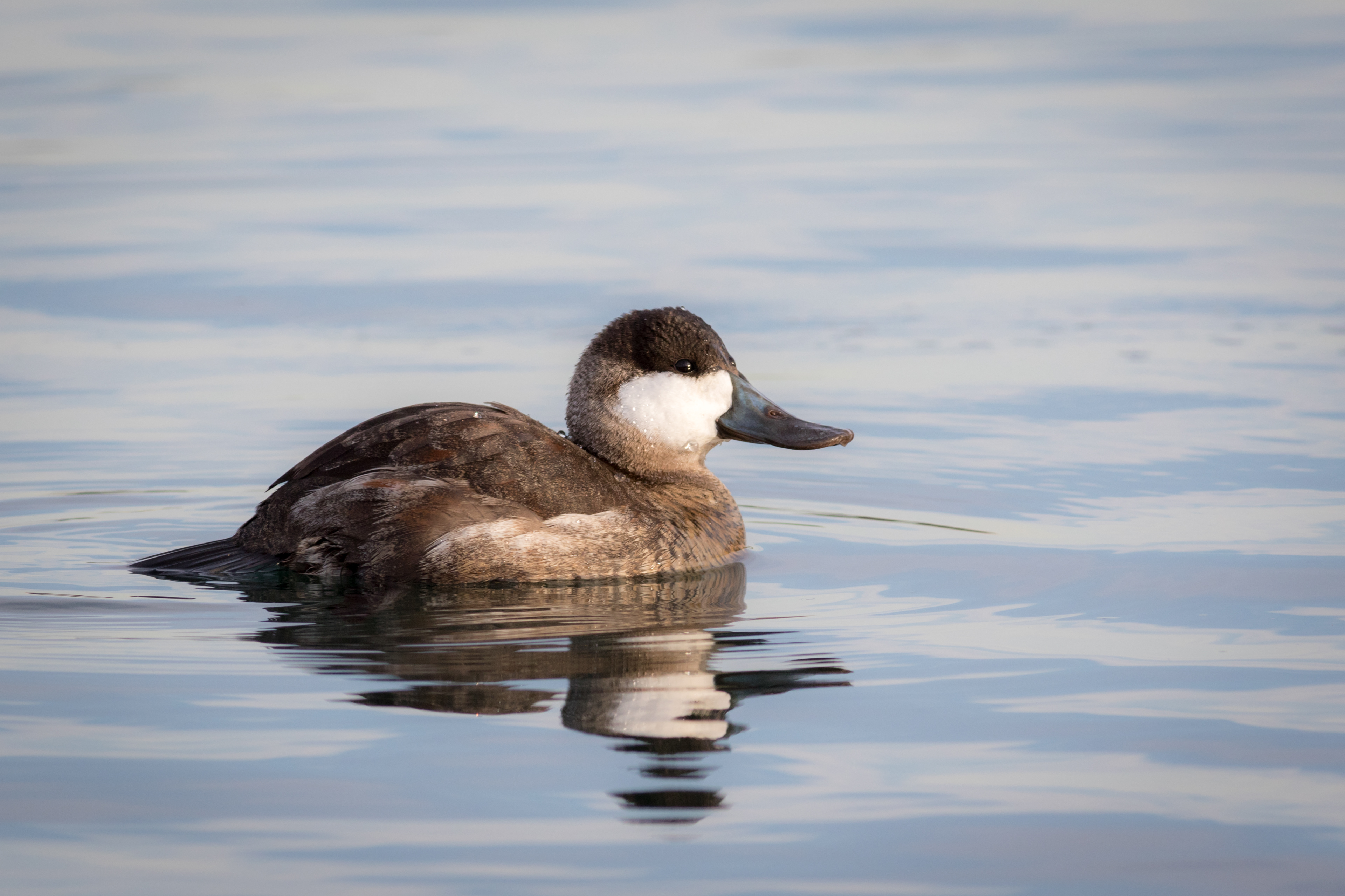 Ruddy Duck, male - BC