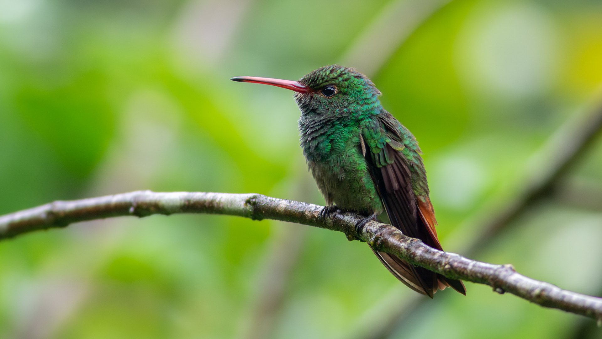 Rufous-tailed Hummingbird - Aranal Observatory