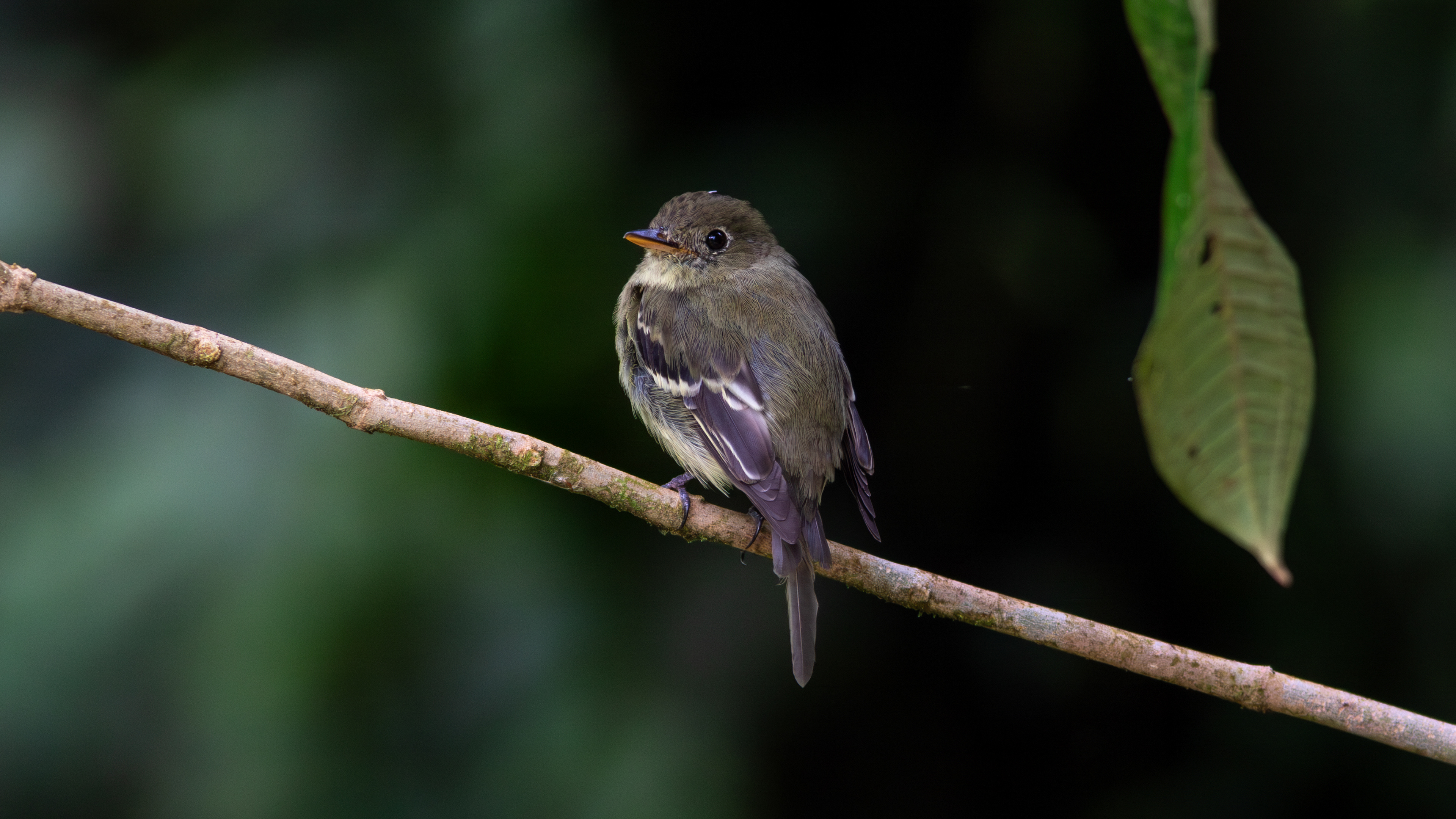 Yellow-bellied Flycatcher - Aranal Observatory