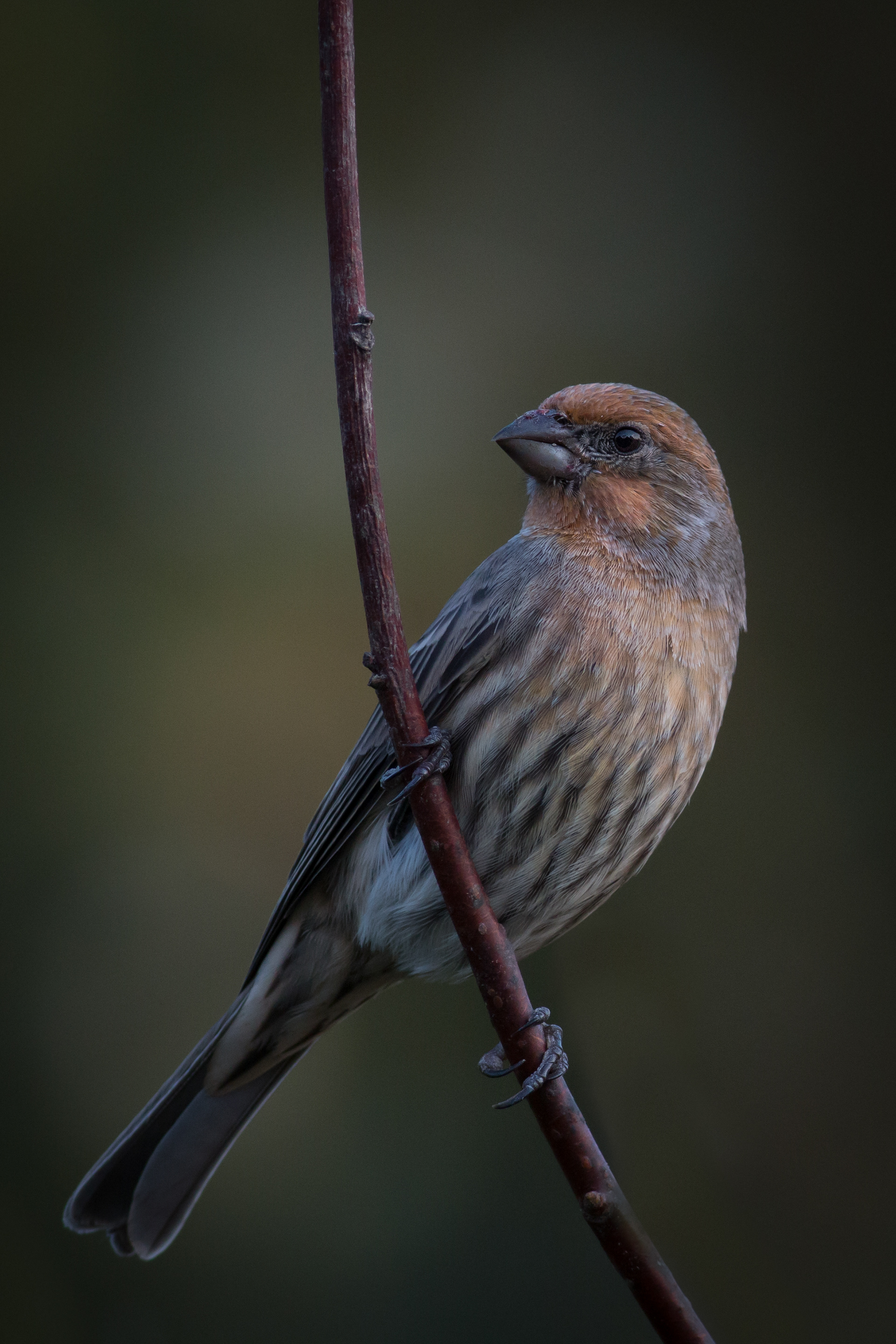 House Finch, male