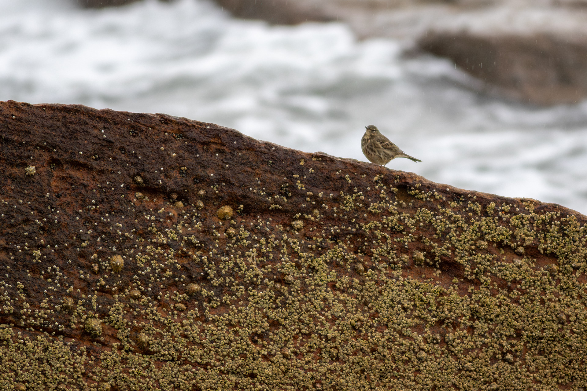 Rock Pipit