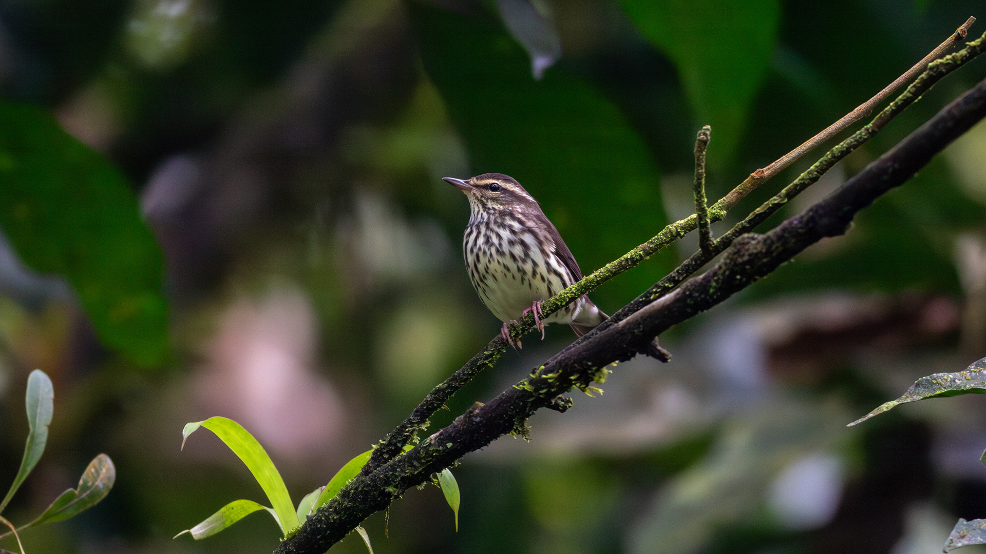 Northern Waterthrush - Aranal Observatory