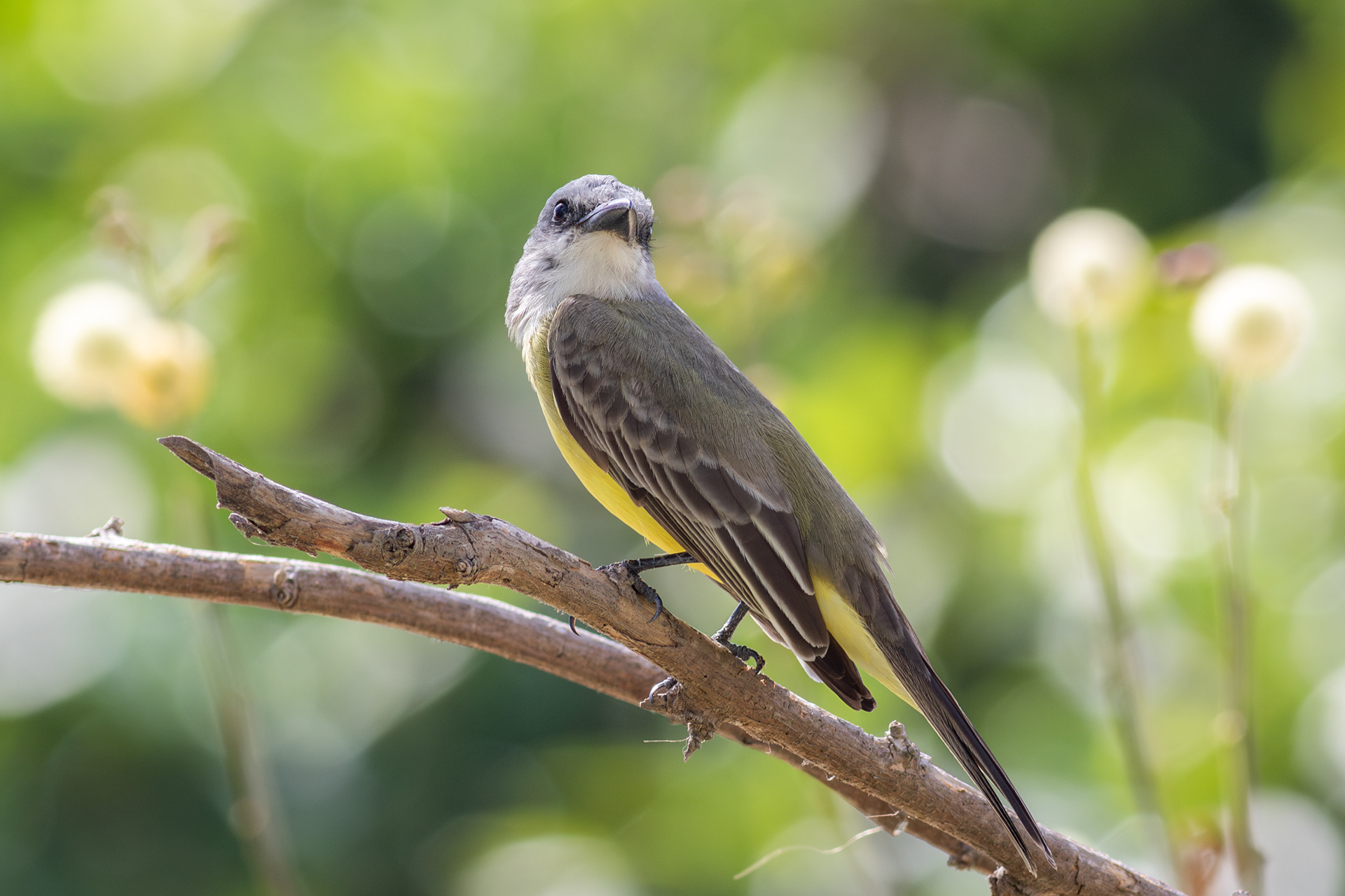 Tropical Kingbird - Nayarit