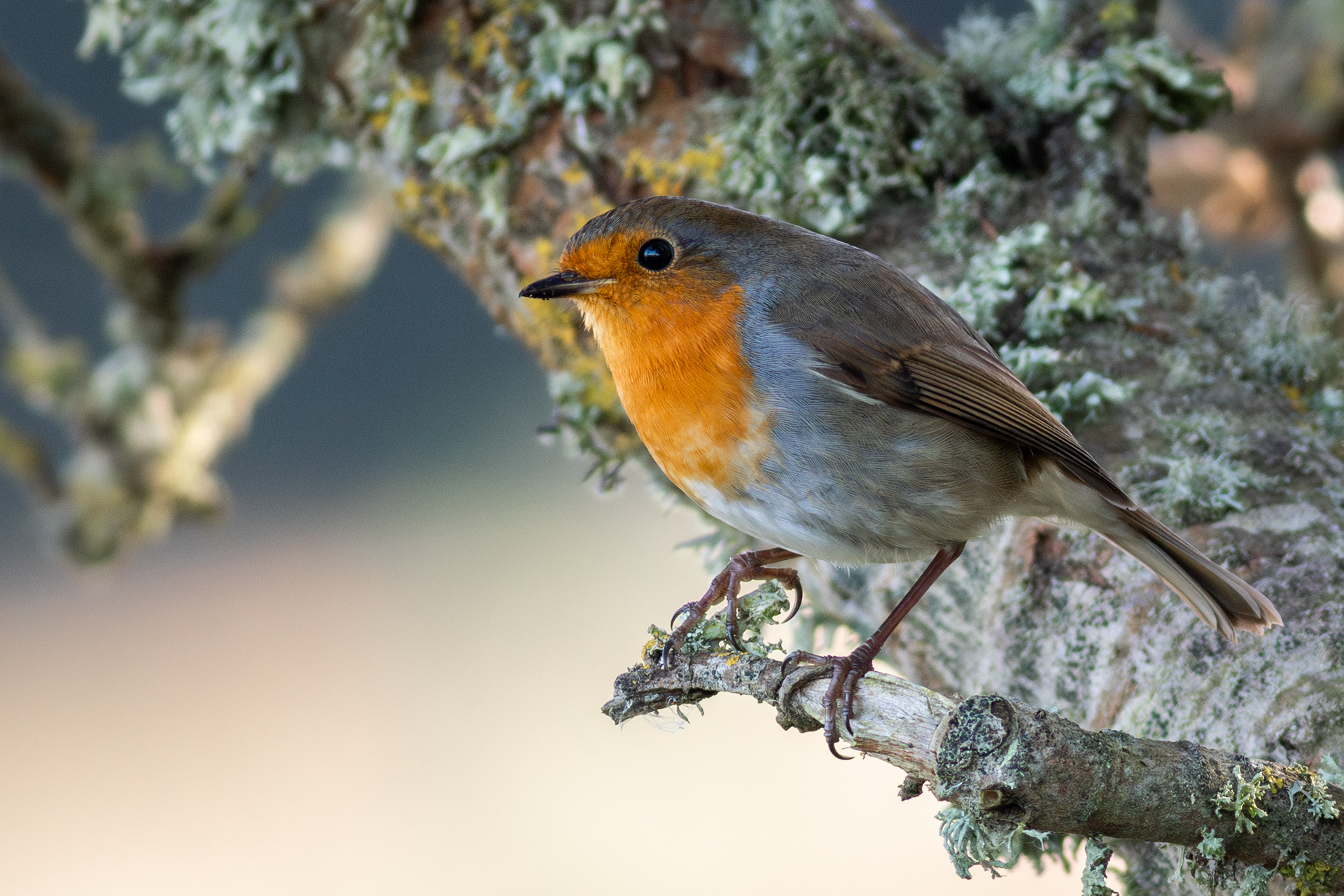 European Robin