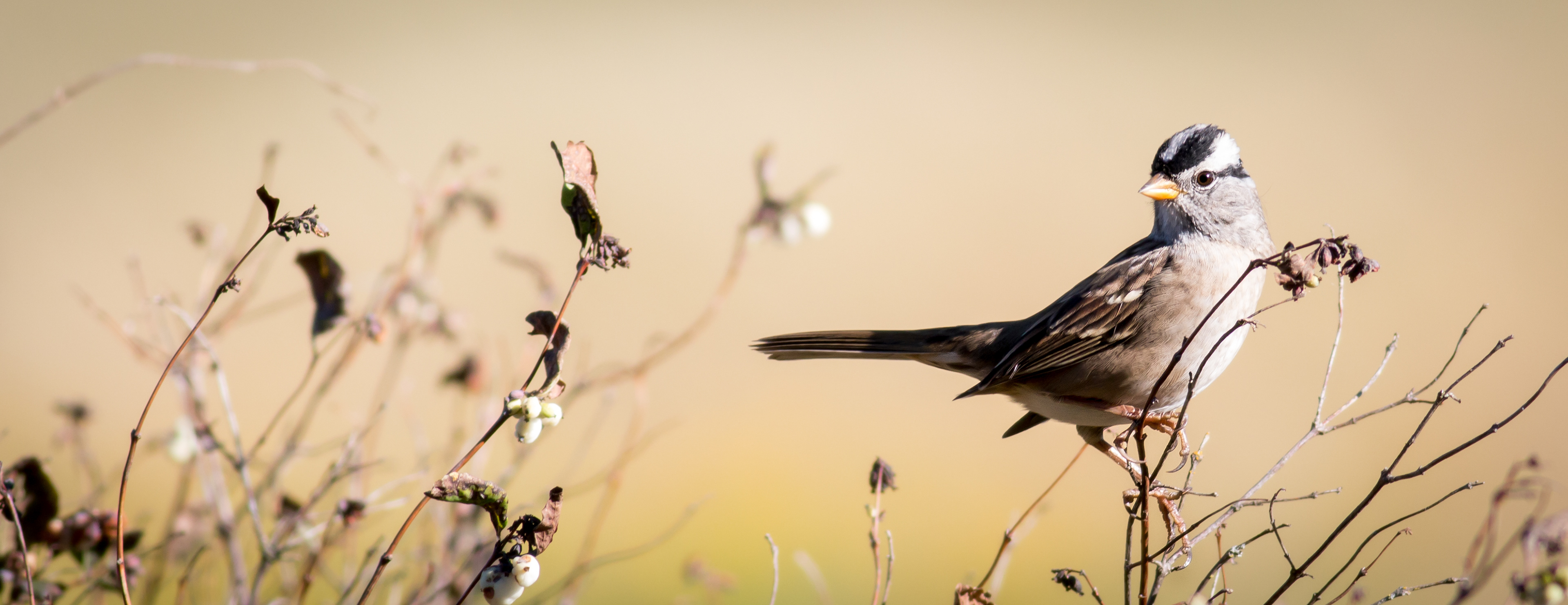 White-crowned Sparrow - BC