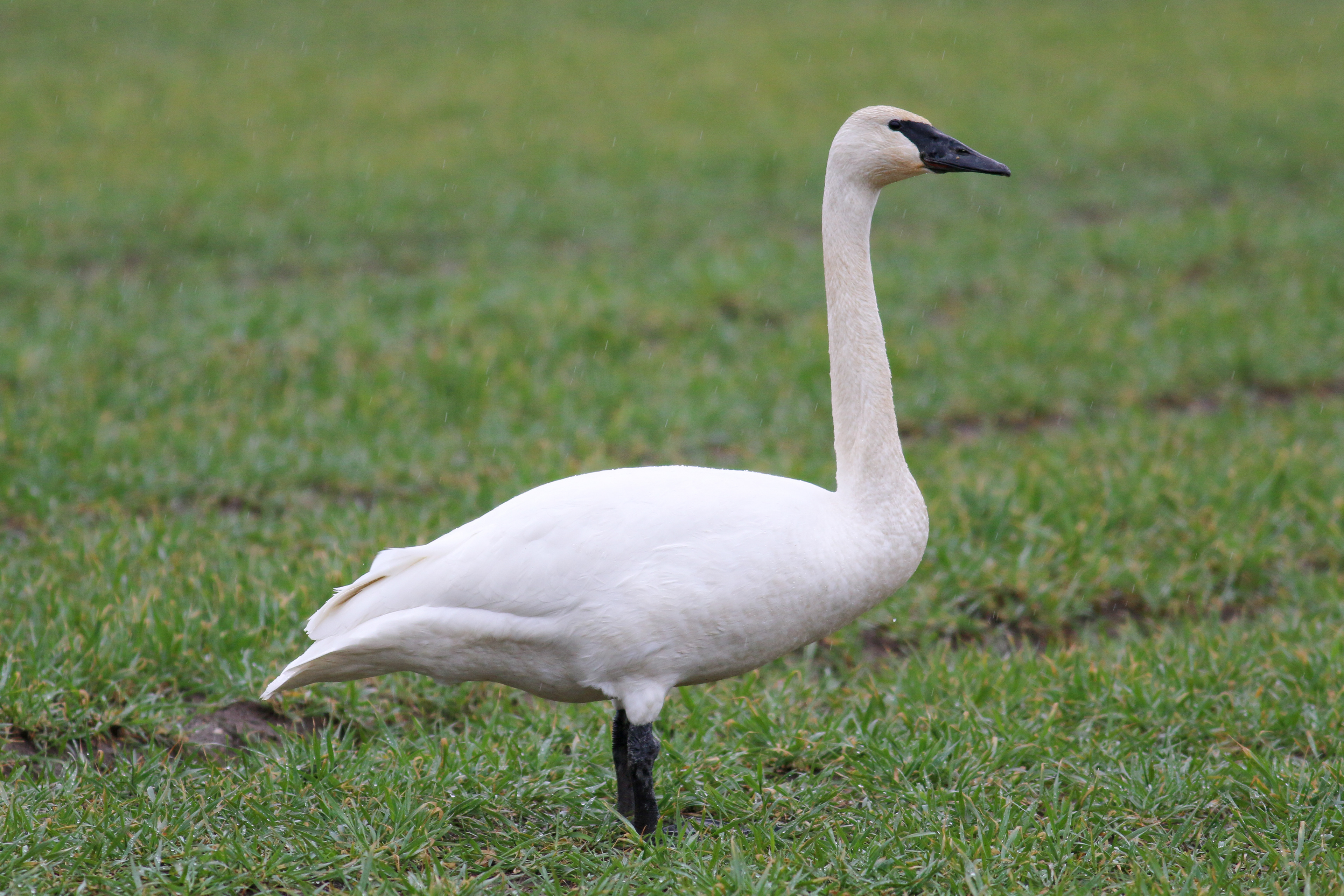 Trumpeter Swan - BC