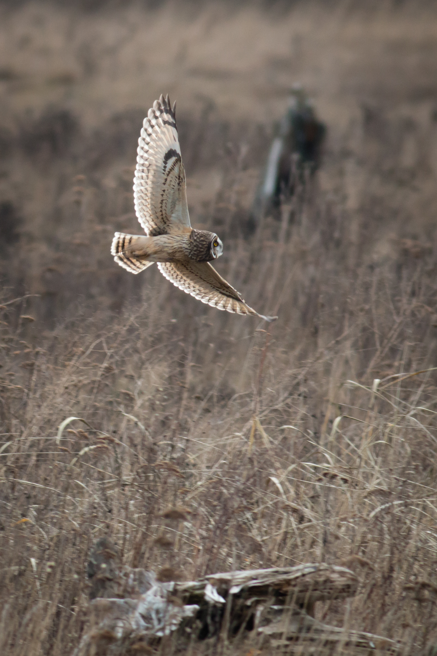 Short-eared Owl - BC