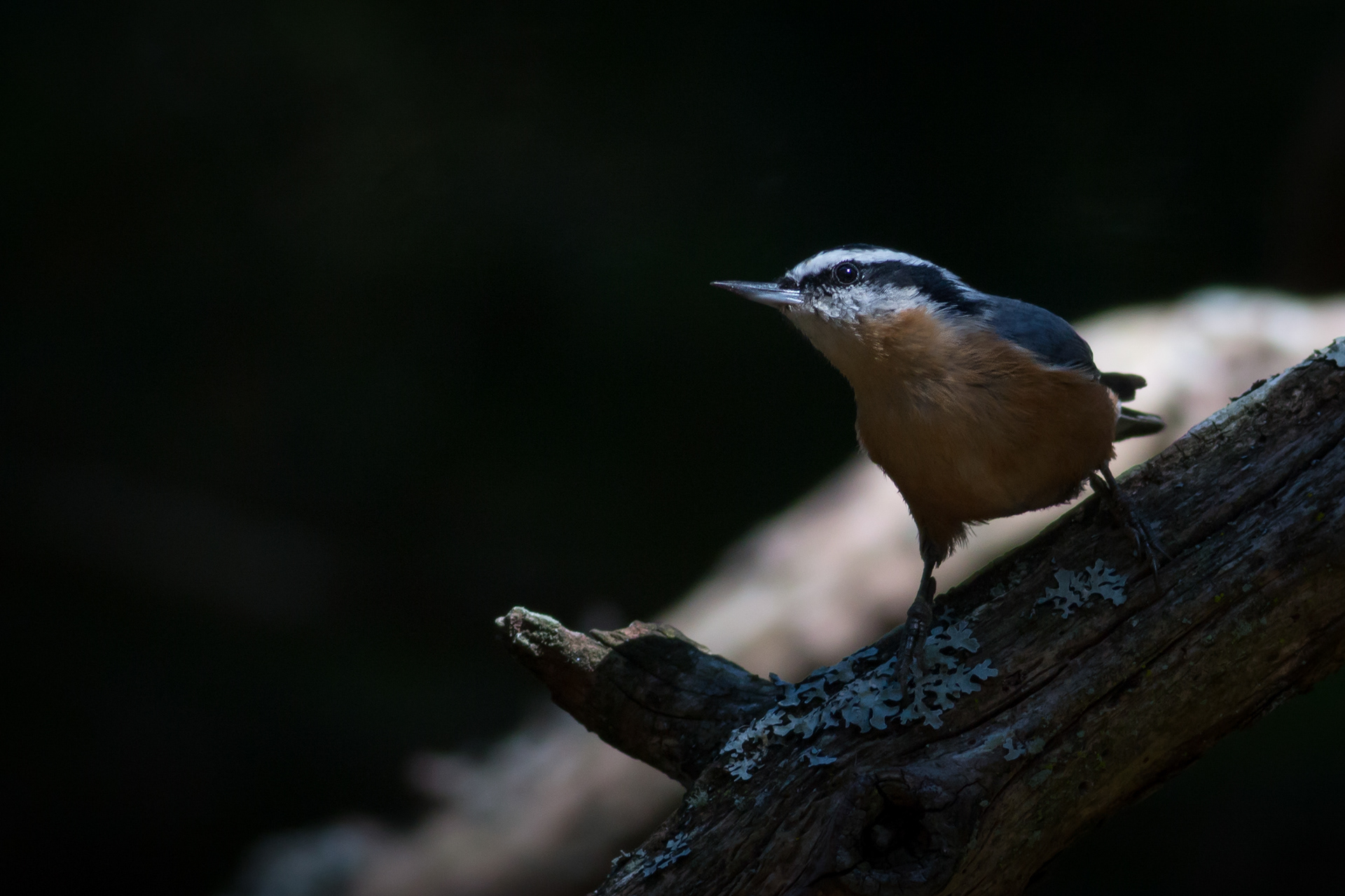 Red-breasted Nuthatch - Washington