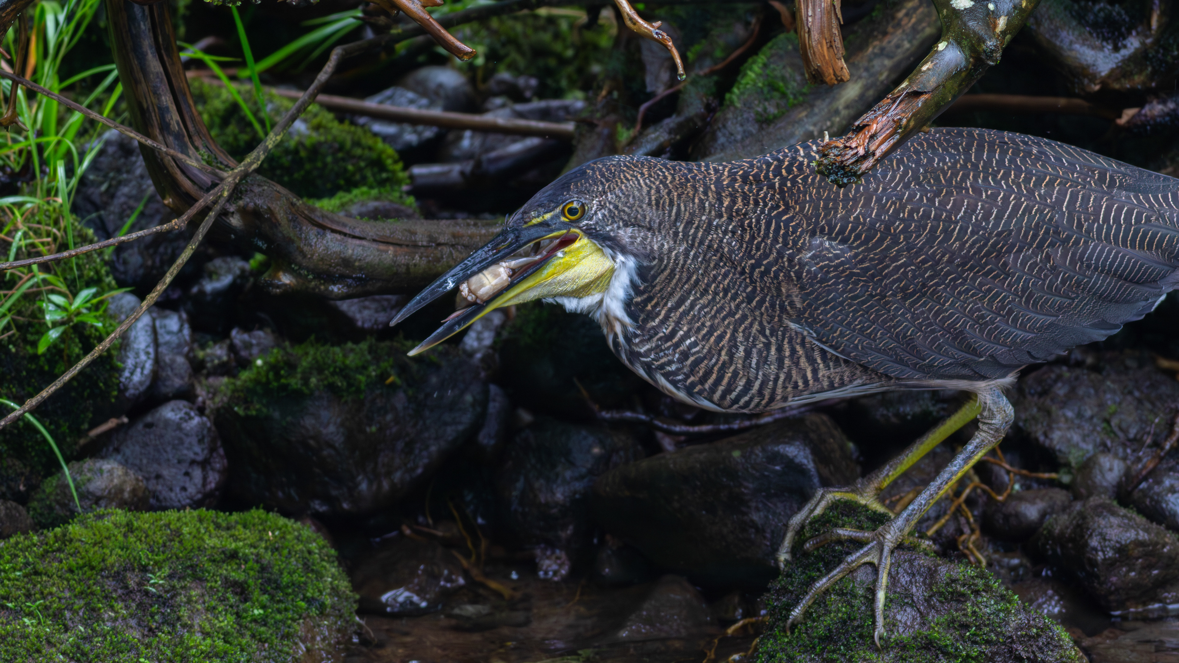 Fasciated Tiger-Heron - Aranal Observatory