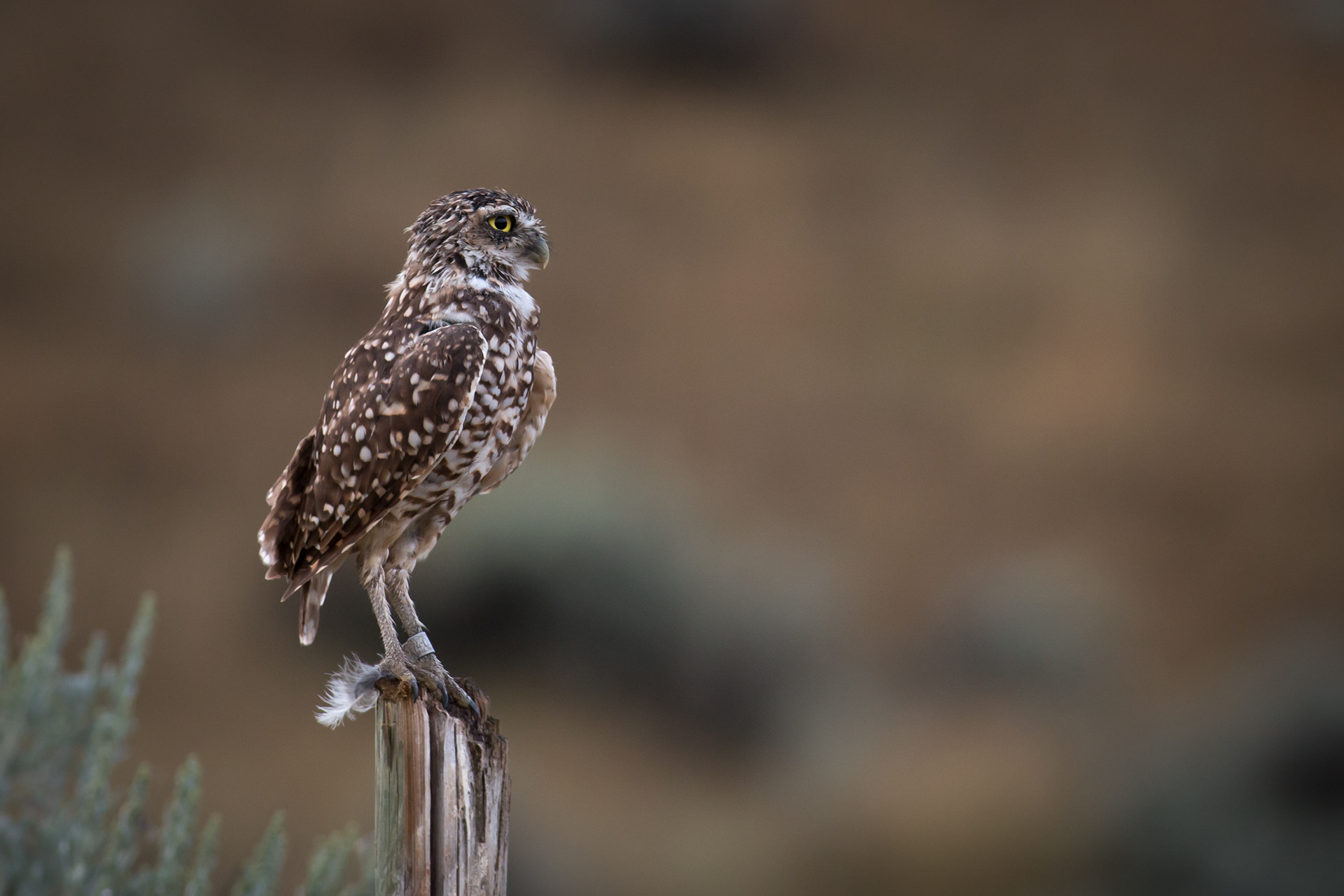 Burrowing Owl - BC