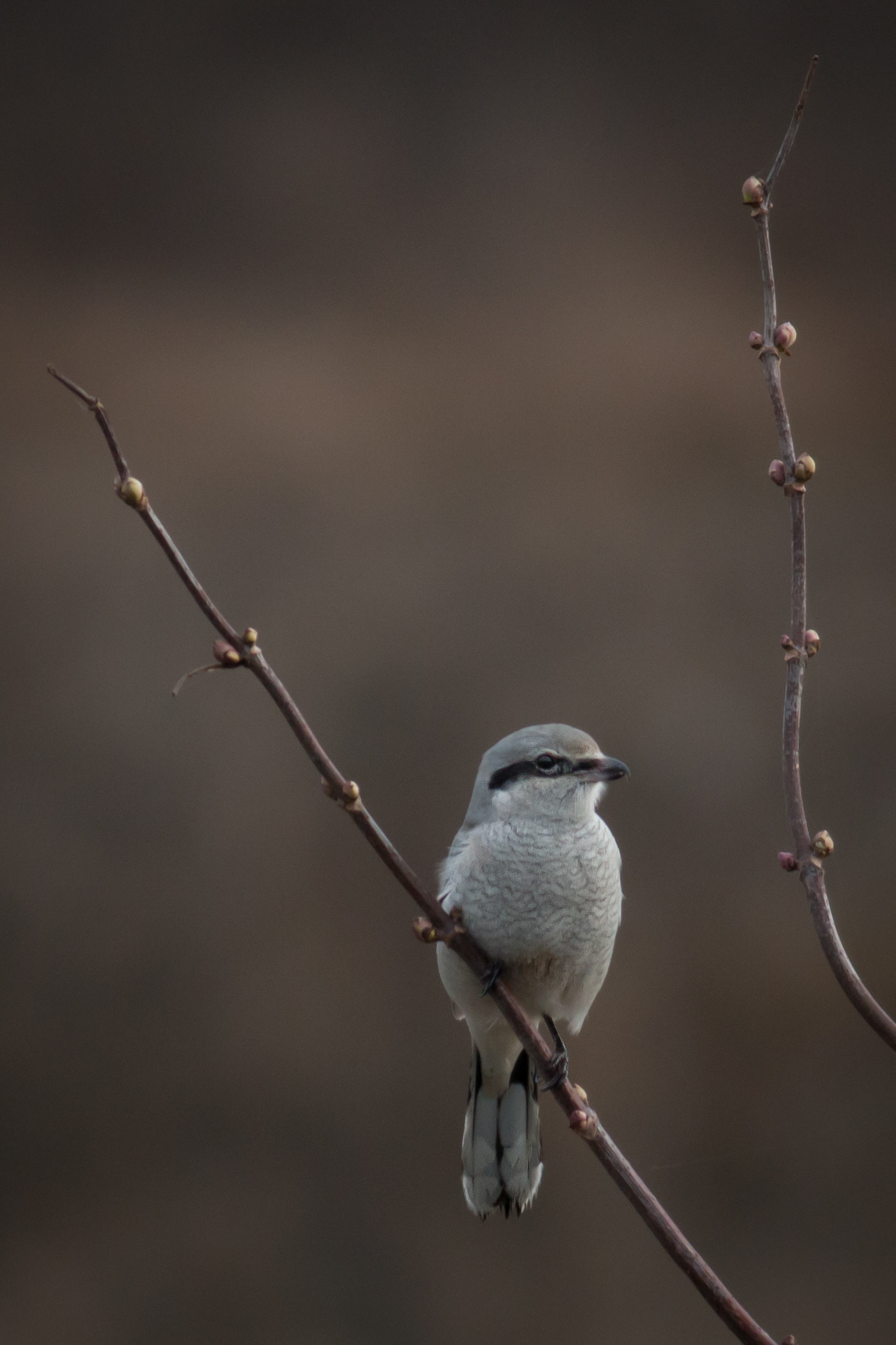 Northern Shrike - BC