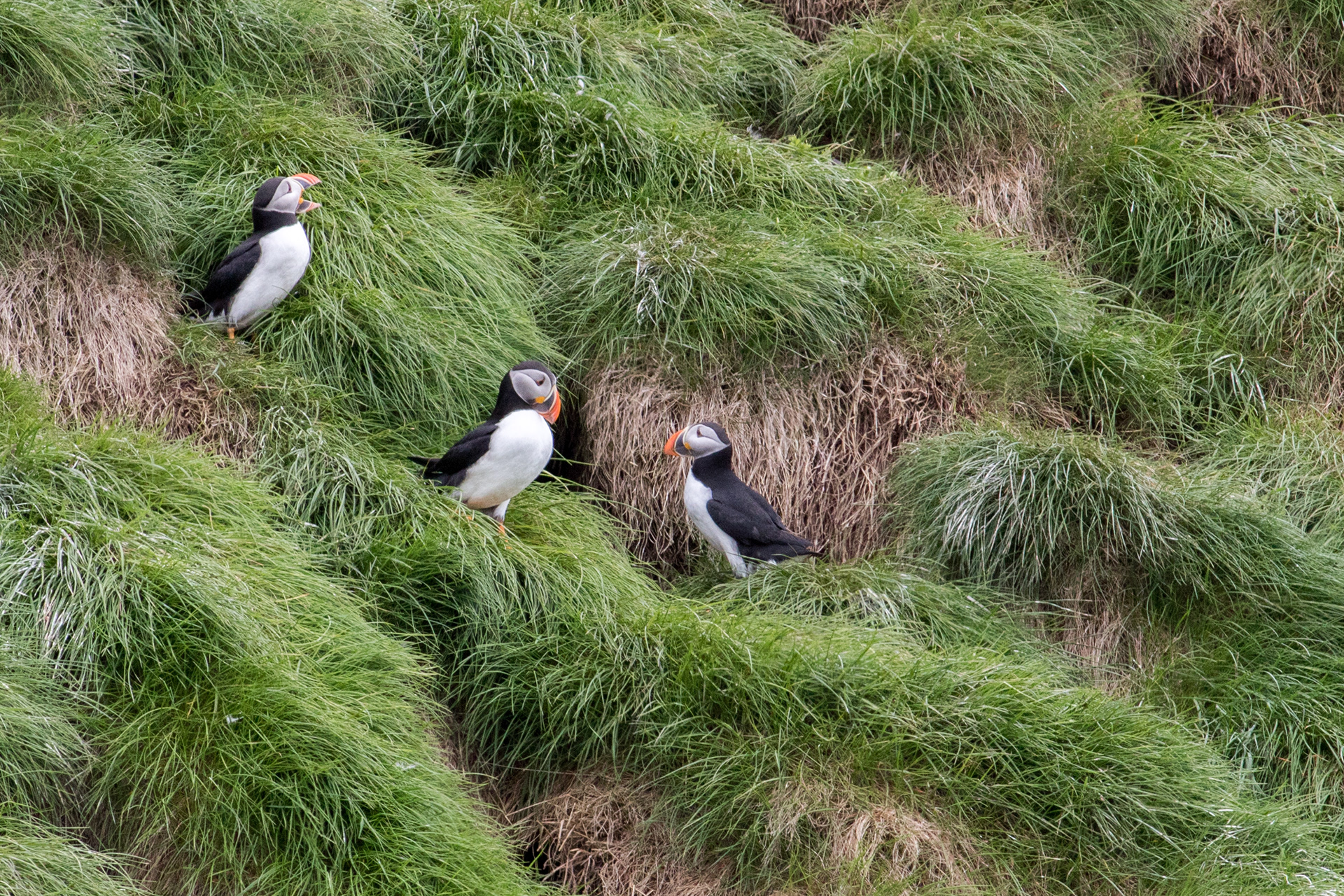 Atlantic Puffin - Newfoundland