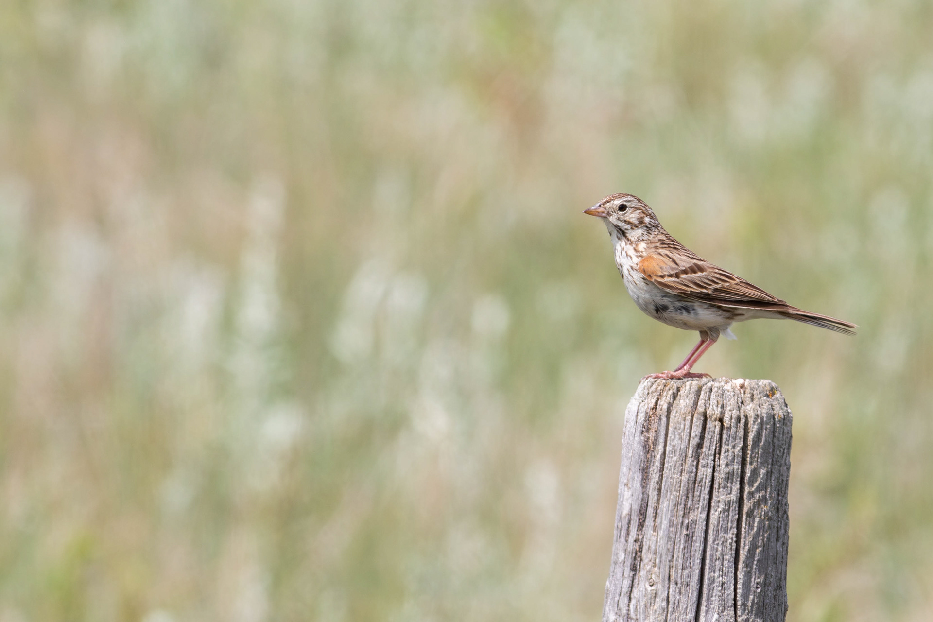 Vesper Sparrow - Saskatchewan