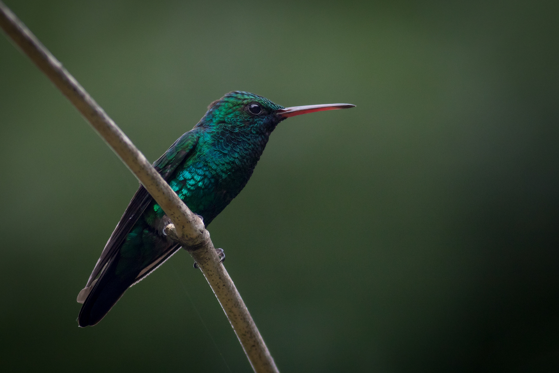 Blue-chinned Sapphire - male