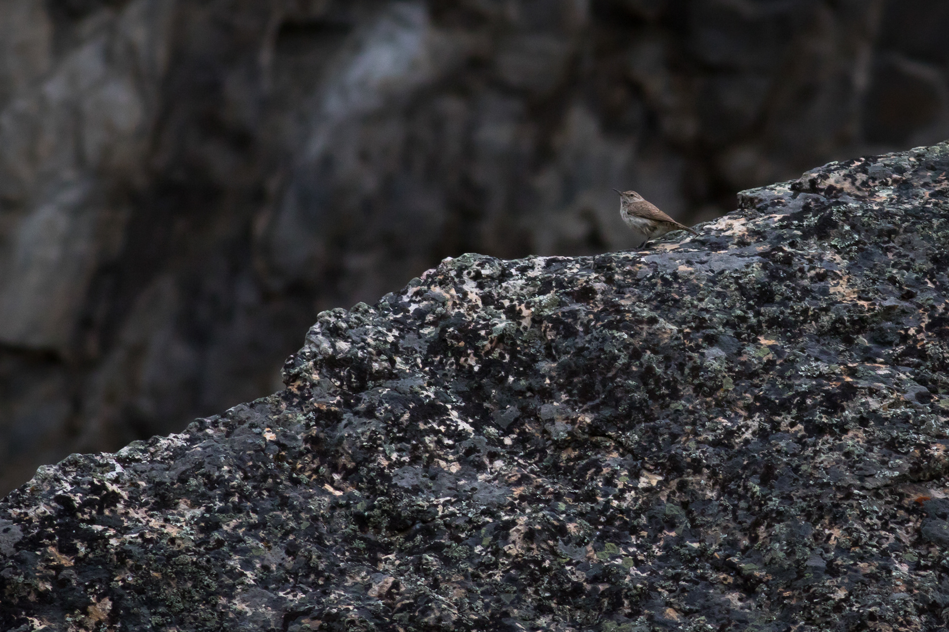 Rock Wren - BC