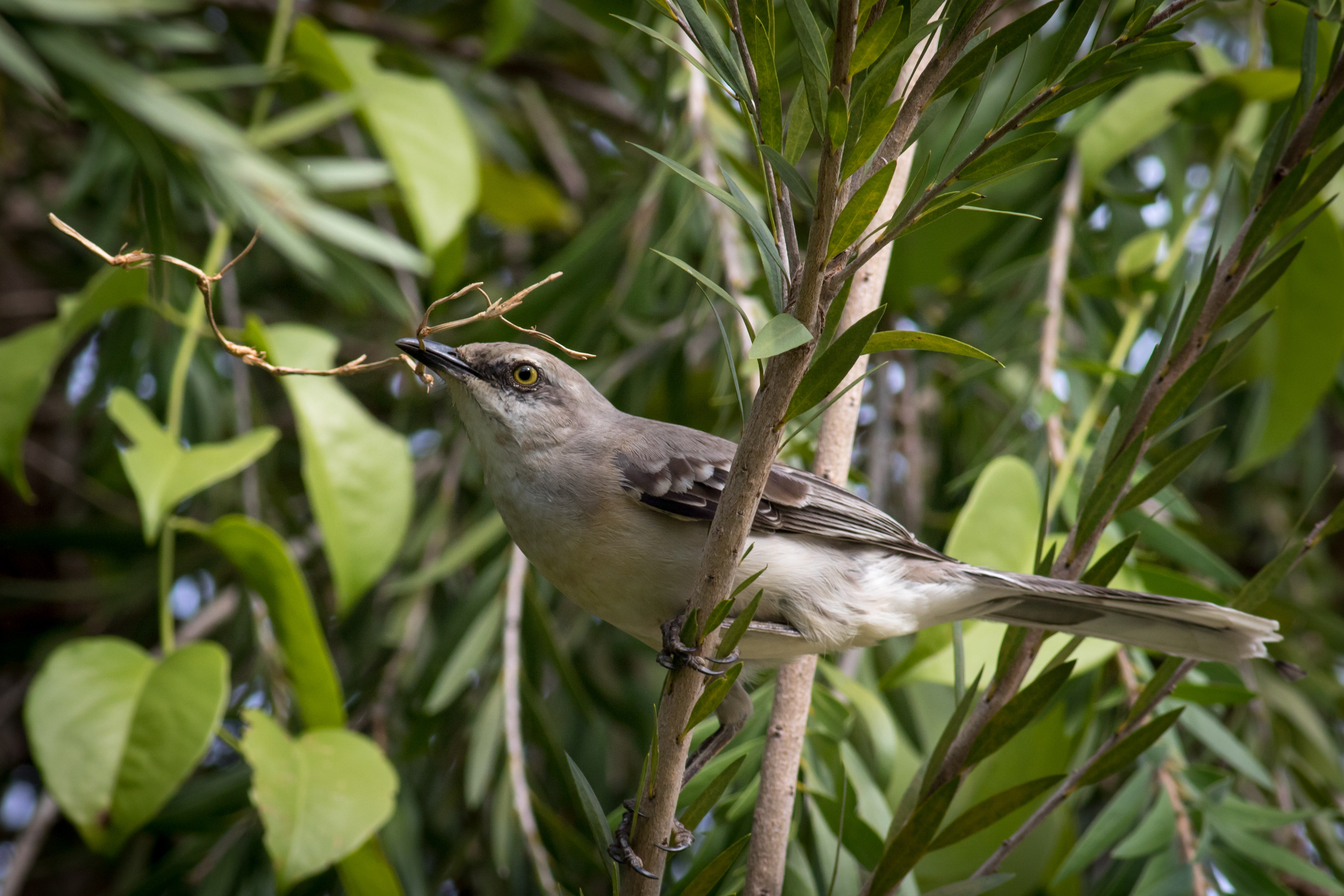 Tropical Mockingbird