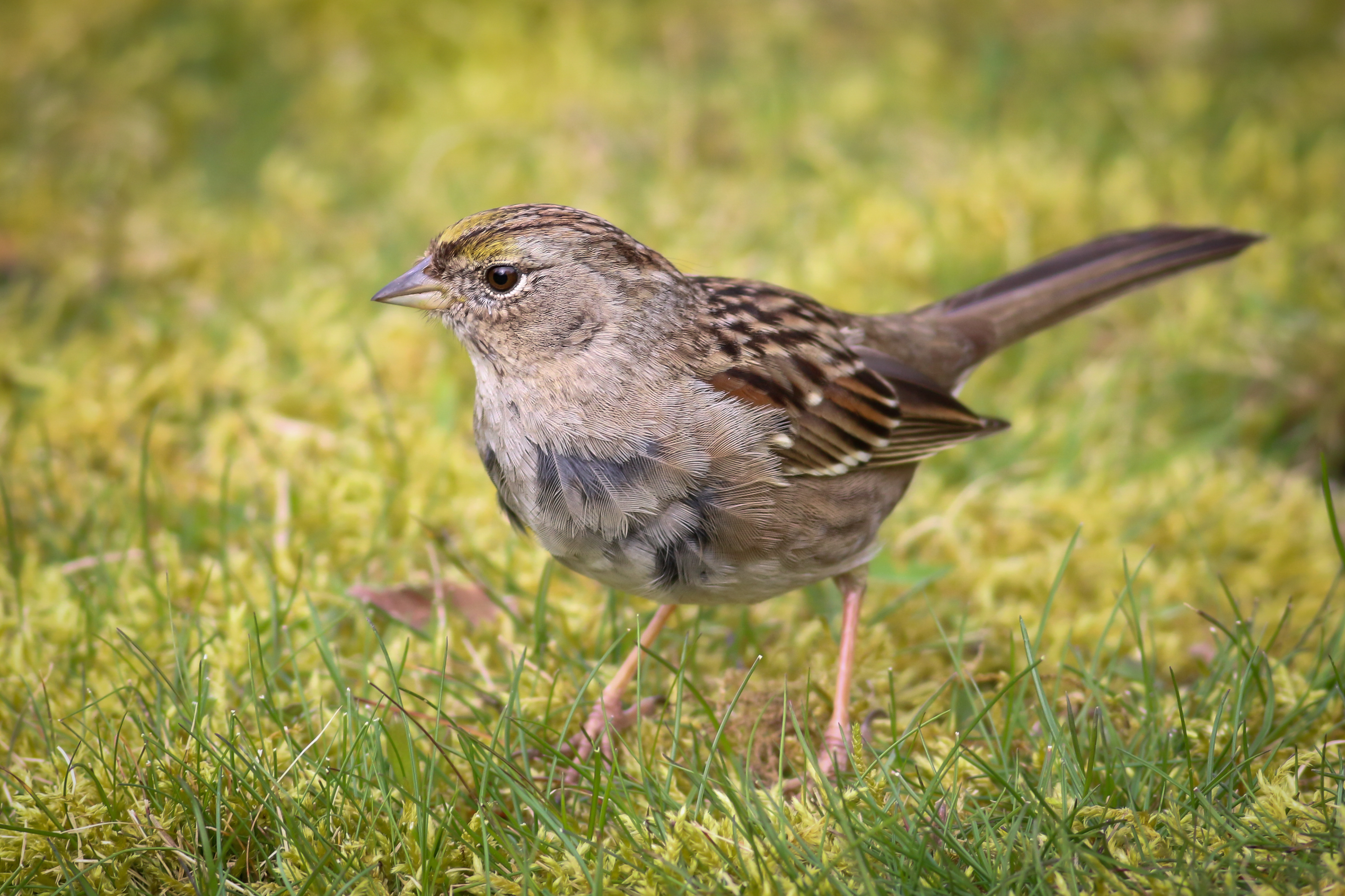 Gold-crowned Sparrow