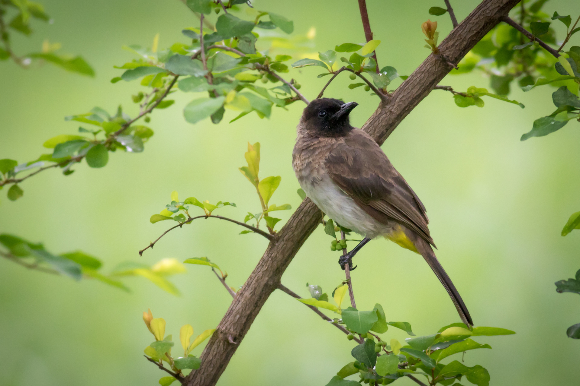 Common Bulbul