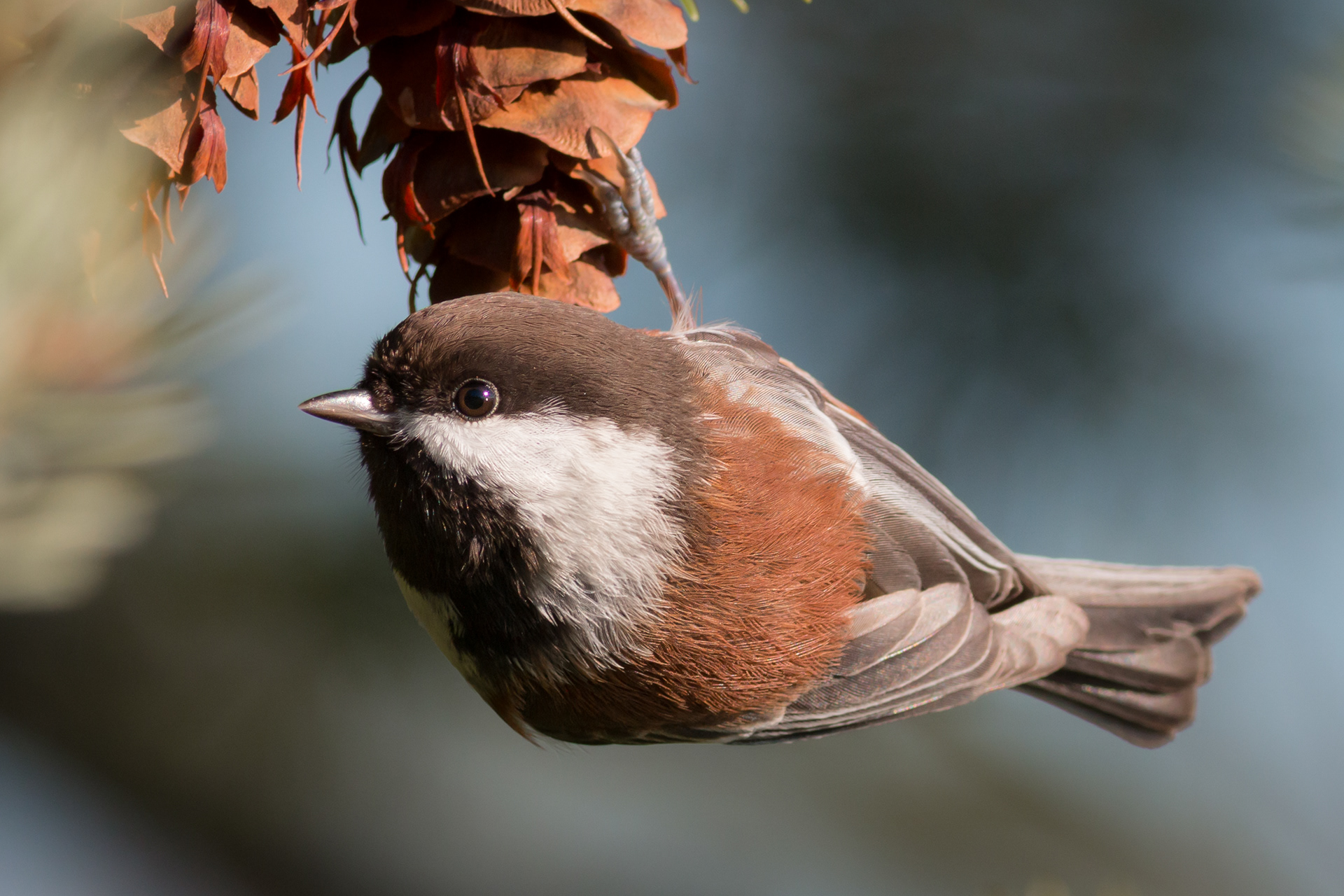 Chestnut-backed Chickadee - BC