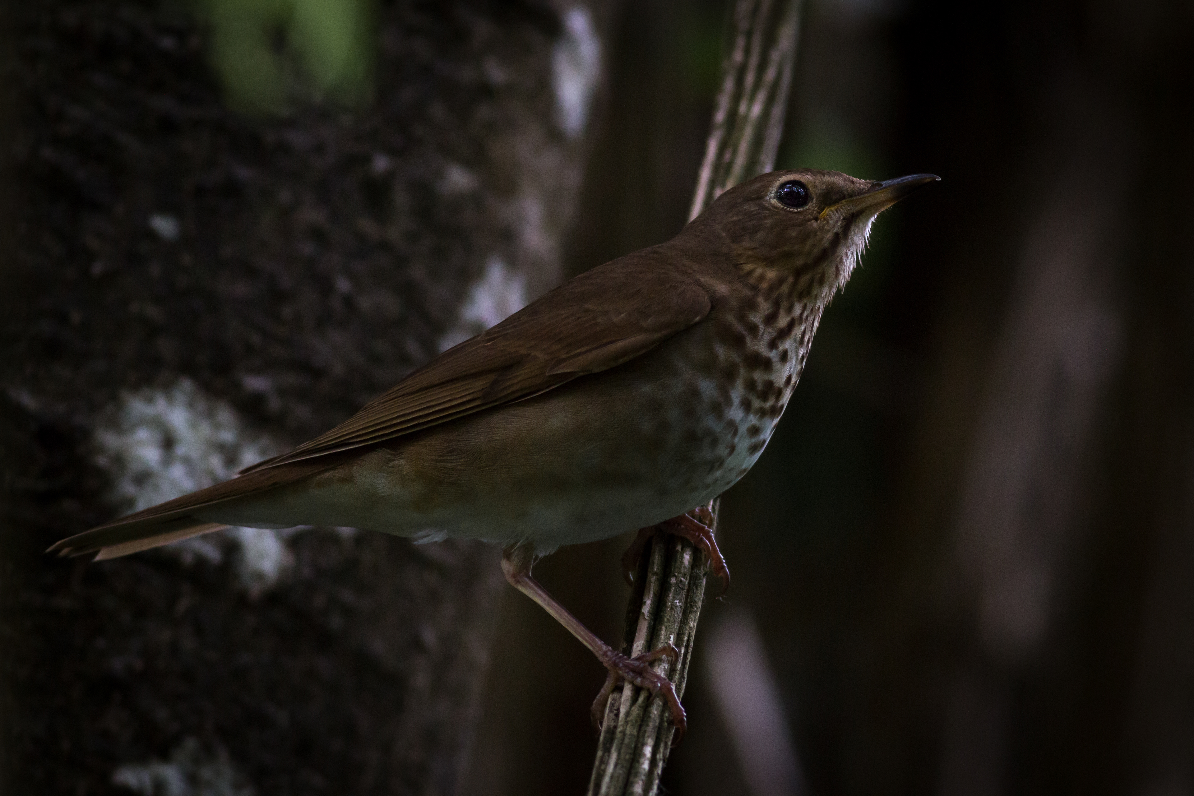Swainson's Thrush