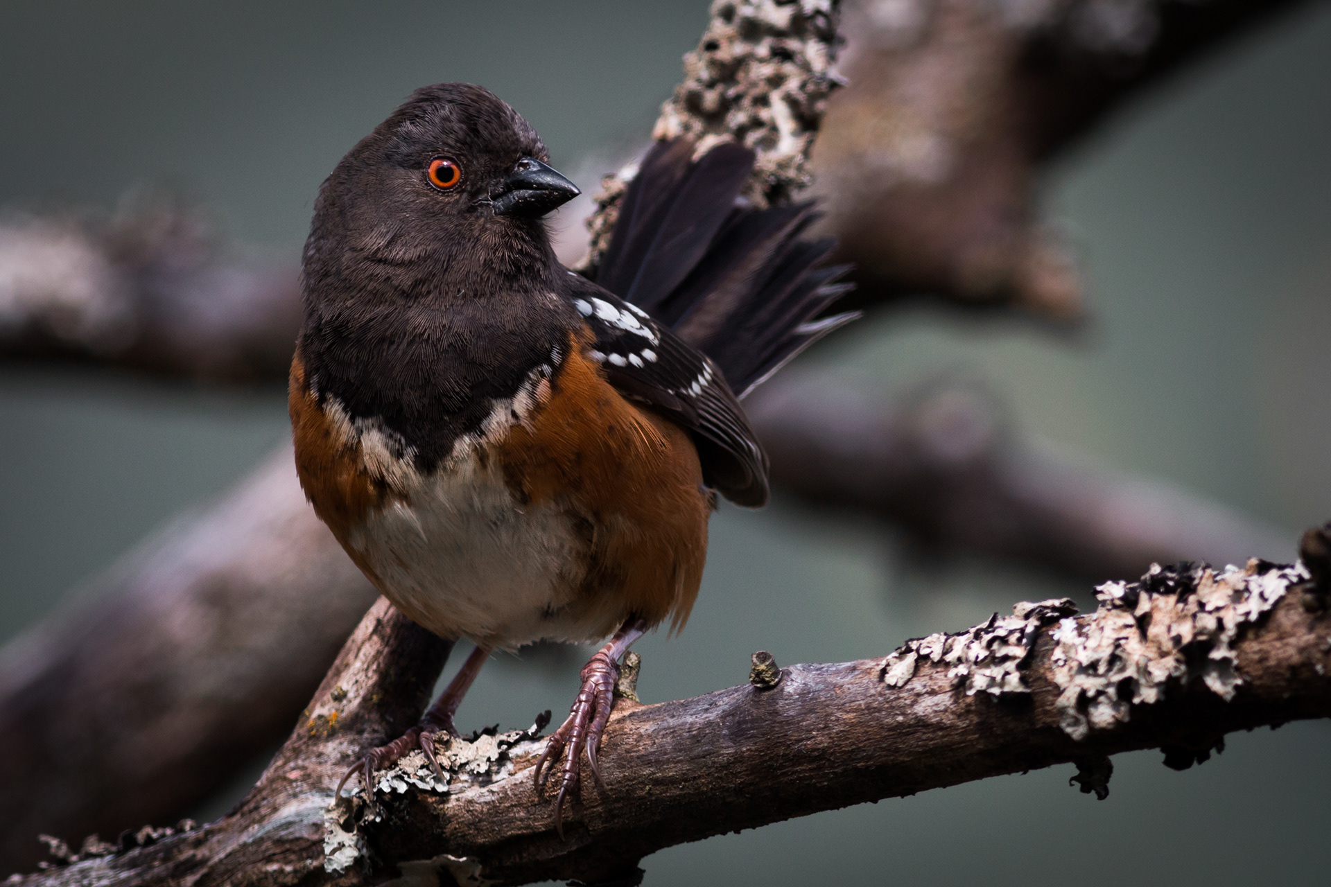 Spotted Towhee - BC