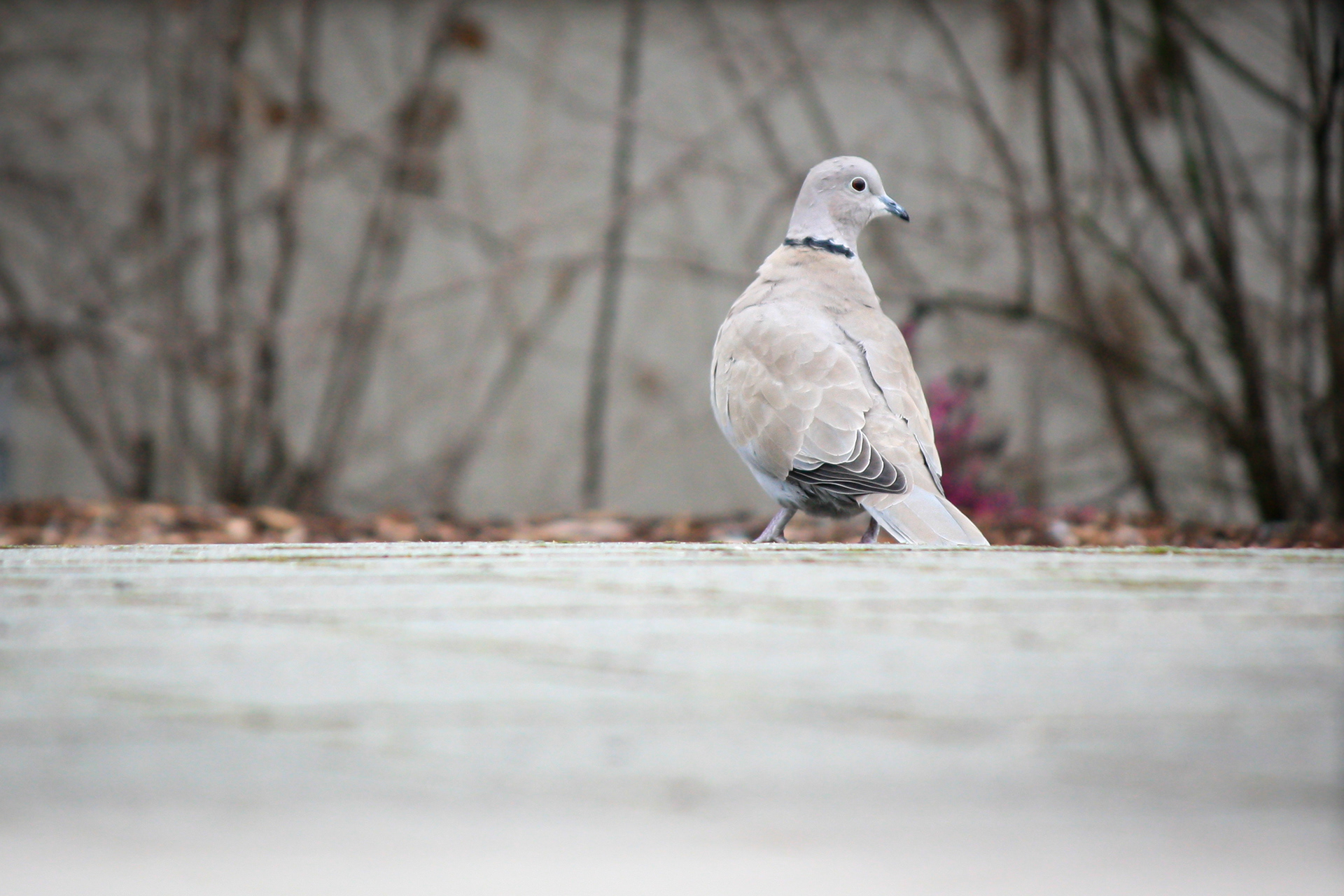 Eurasian-collared Dove