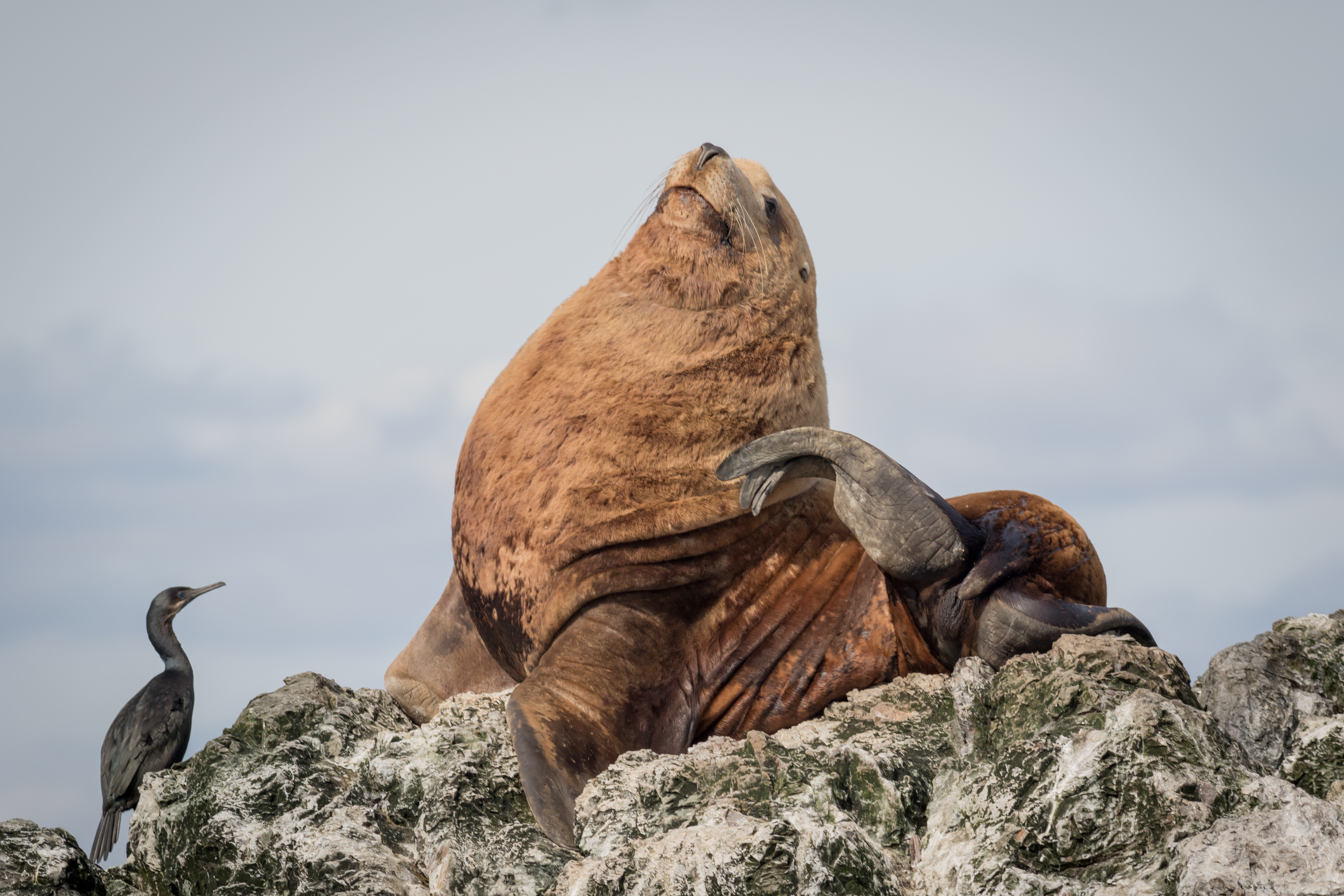 Pelagic Cormorant - Washington