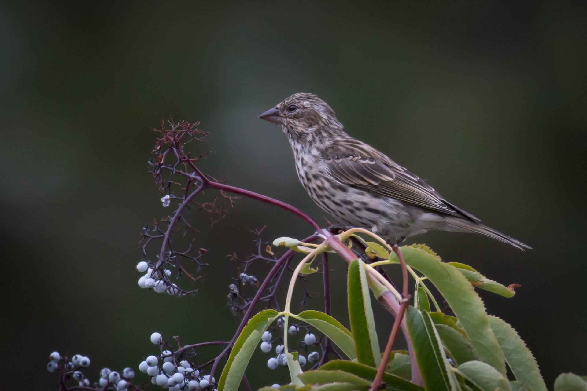 Cassin's Finch - female - BC