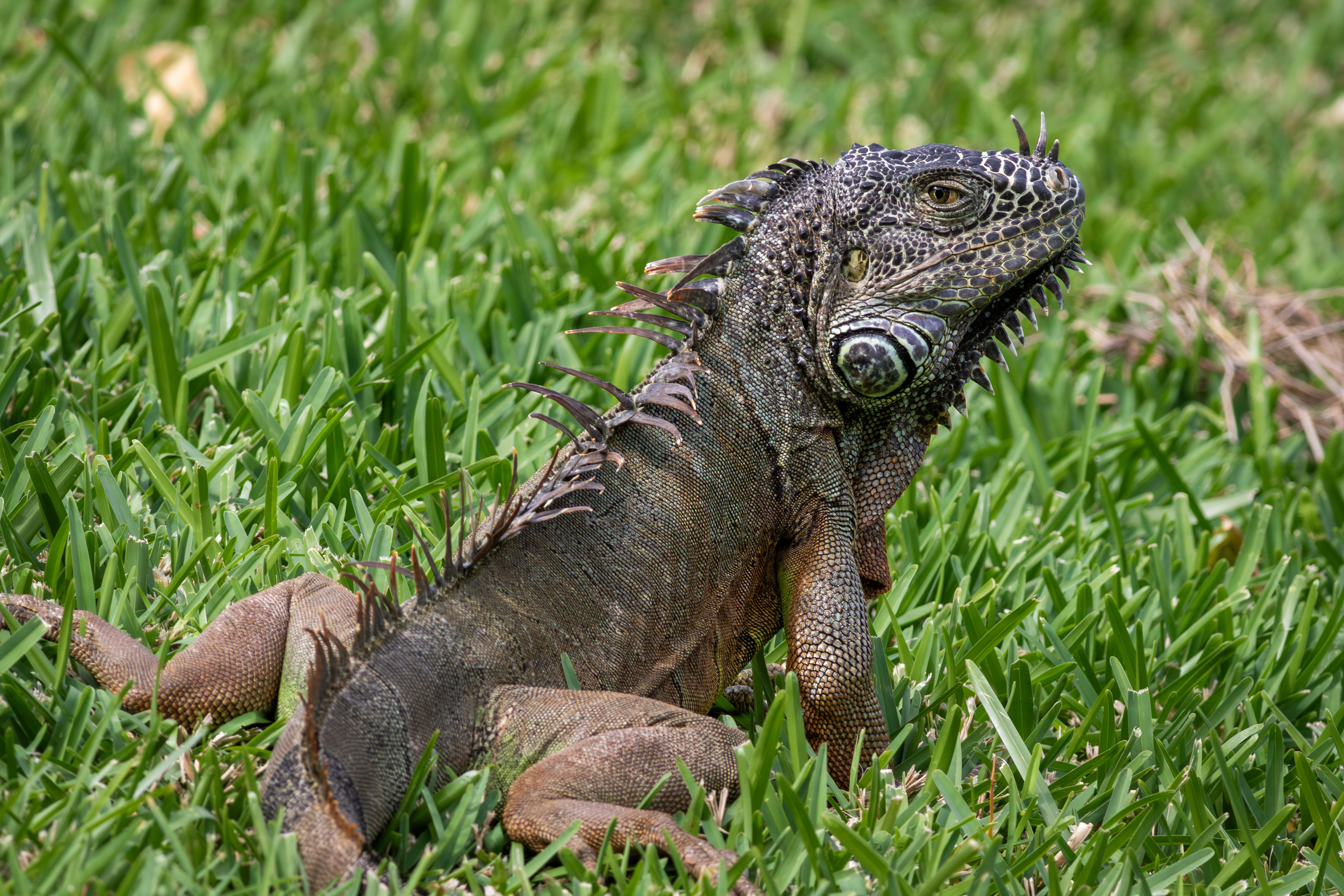 Iguana - Nayarit