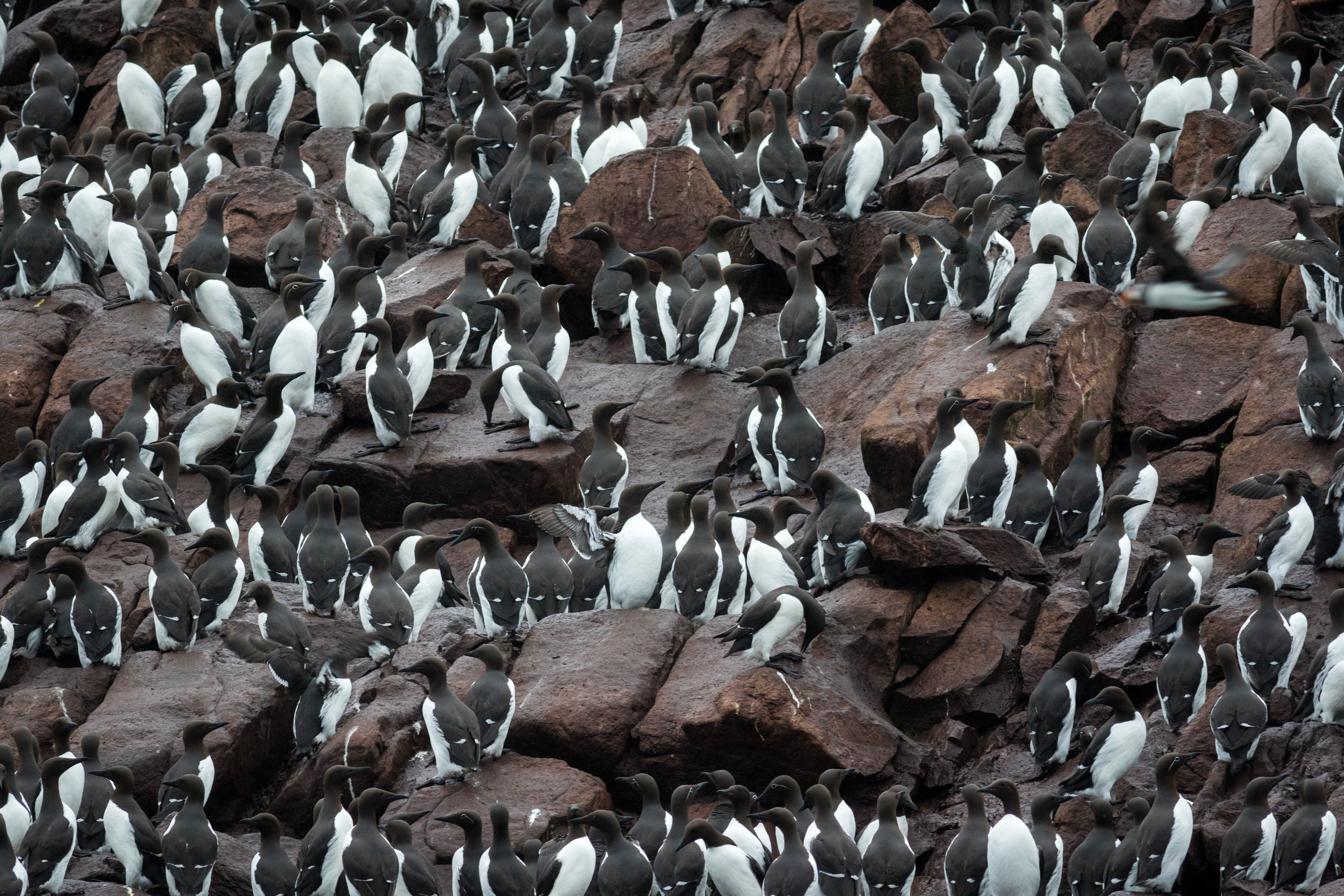 Common Murre - Newfoundland