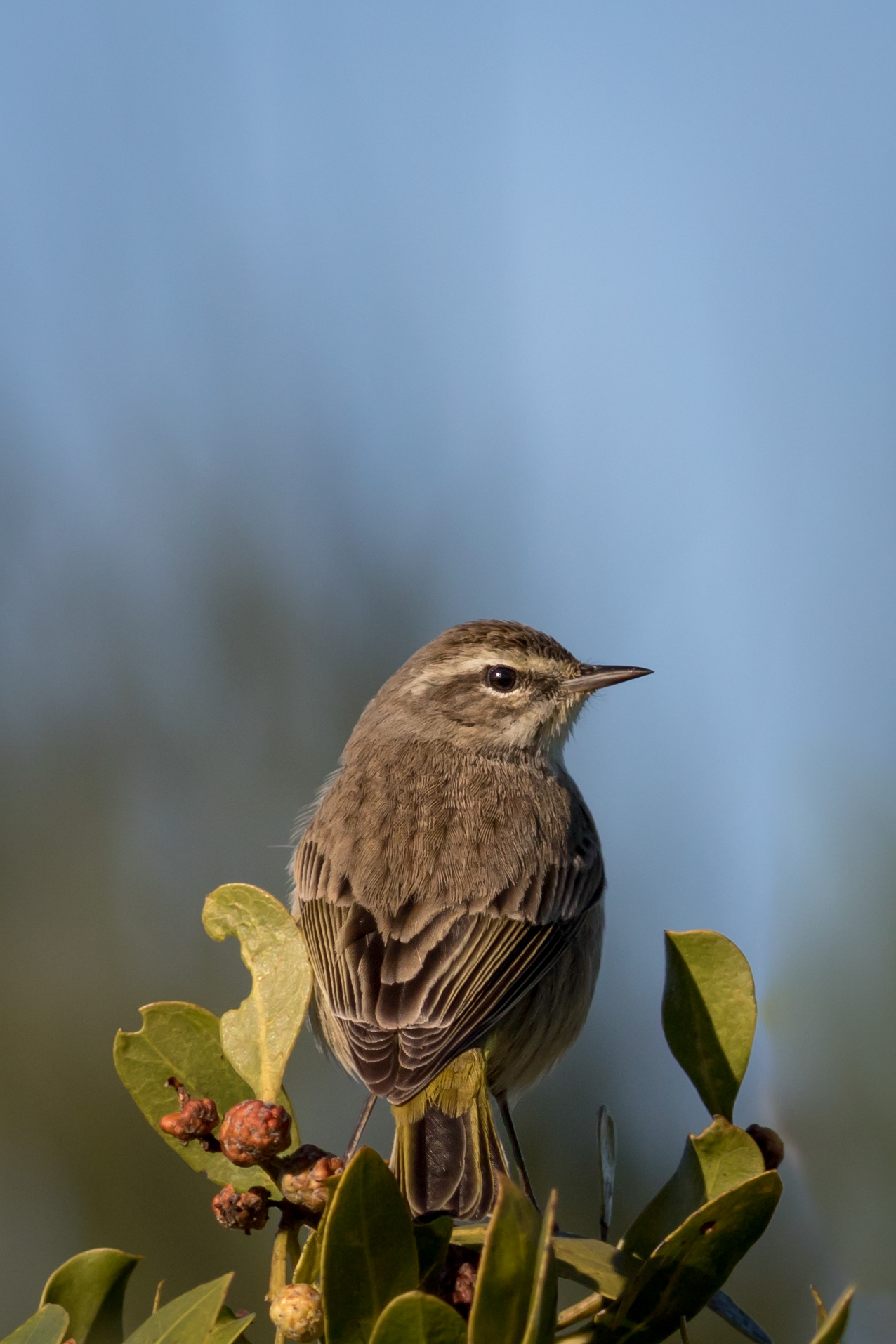 Palm Warbler - Florida