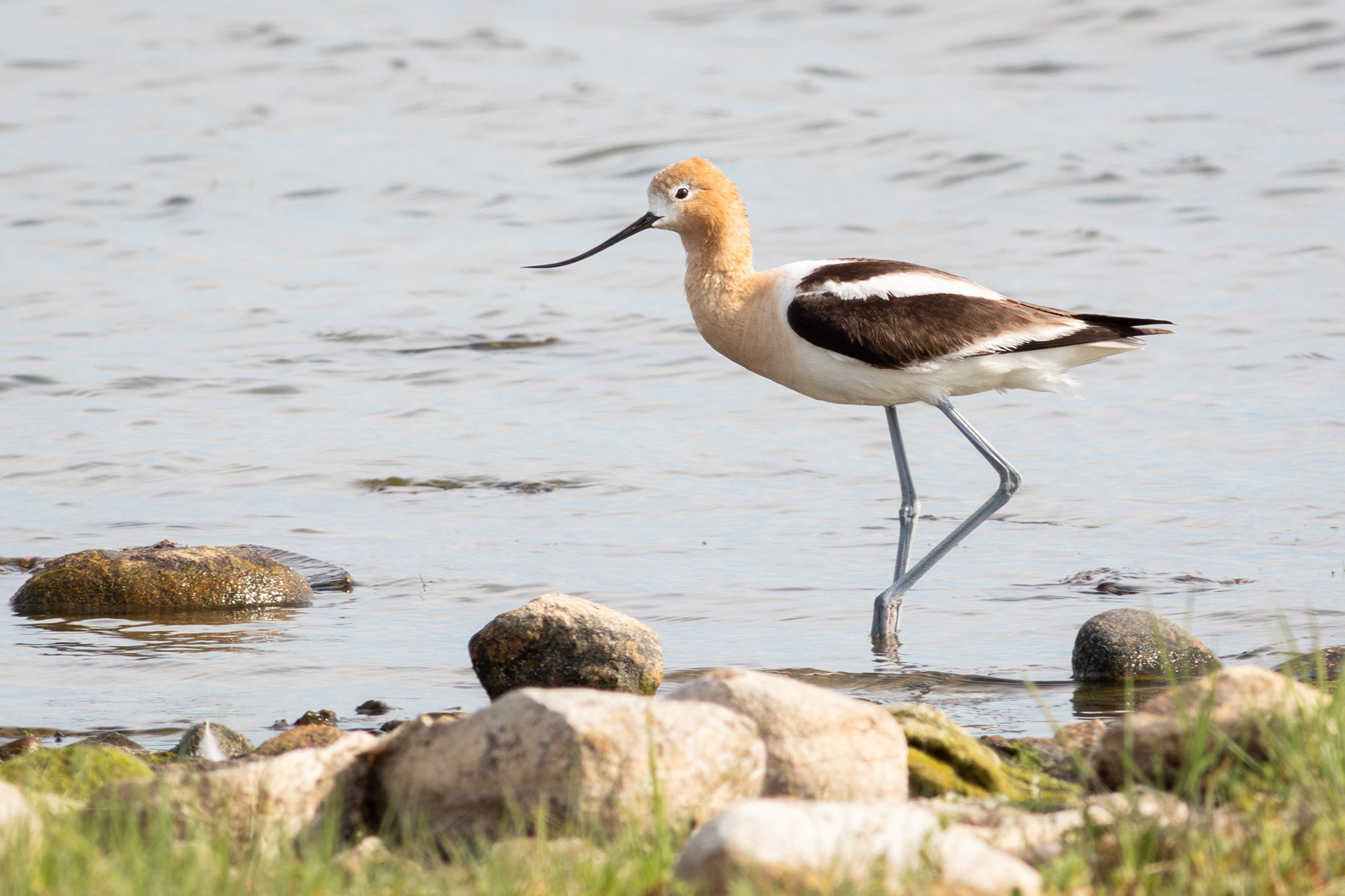 American Avocet - Saskatchewan