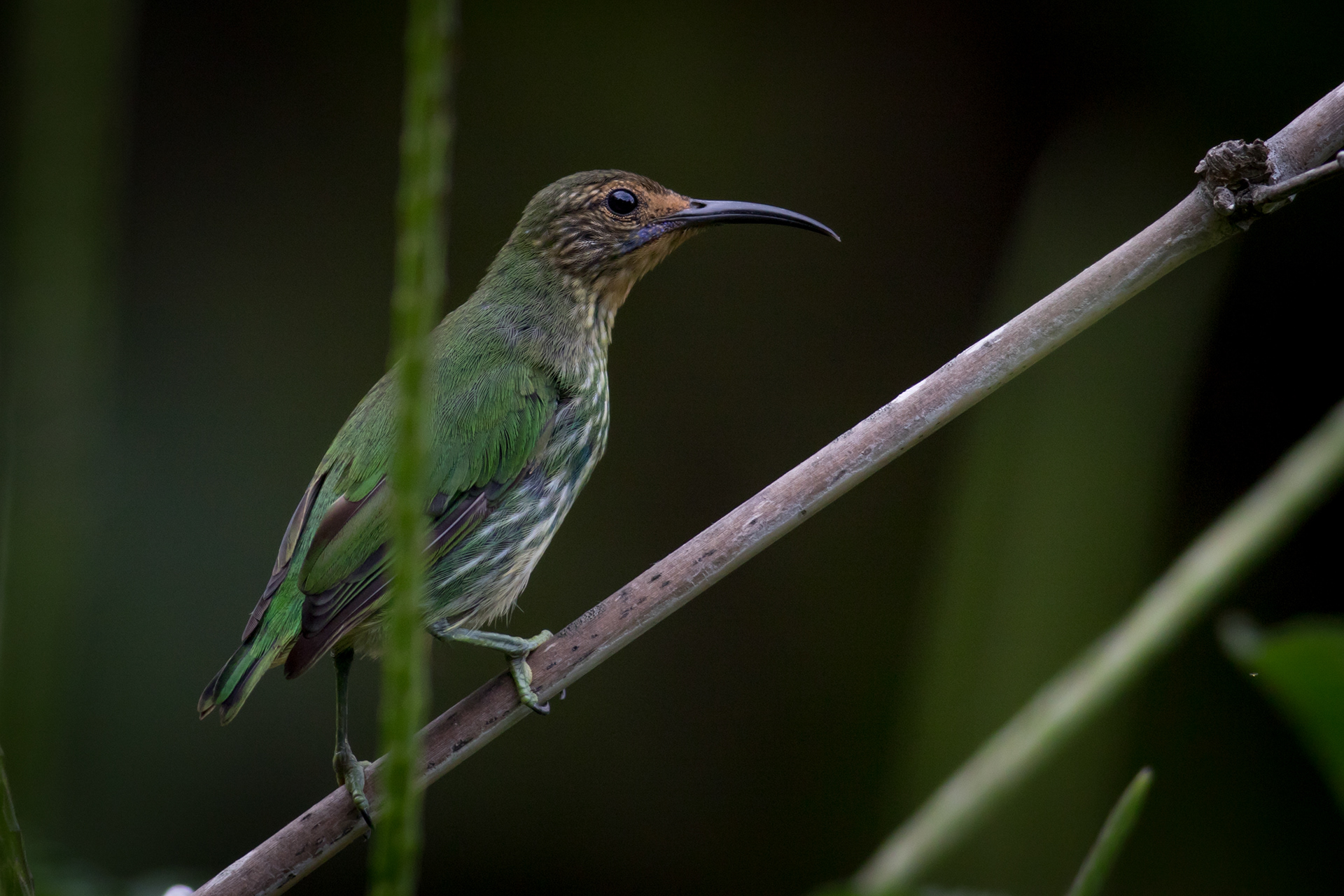 Purple Honeycreeper - female