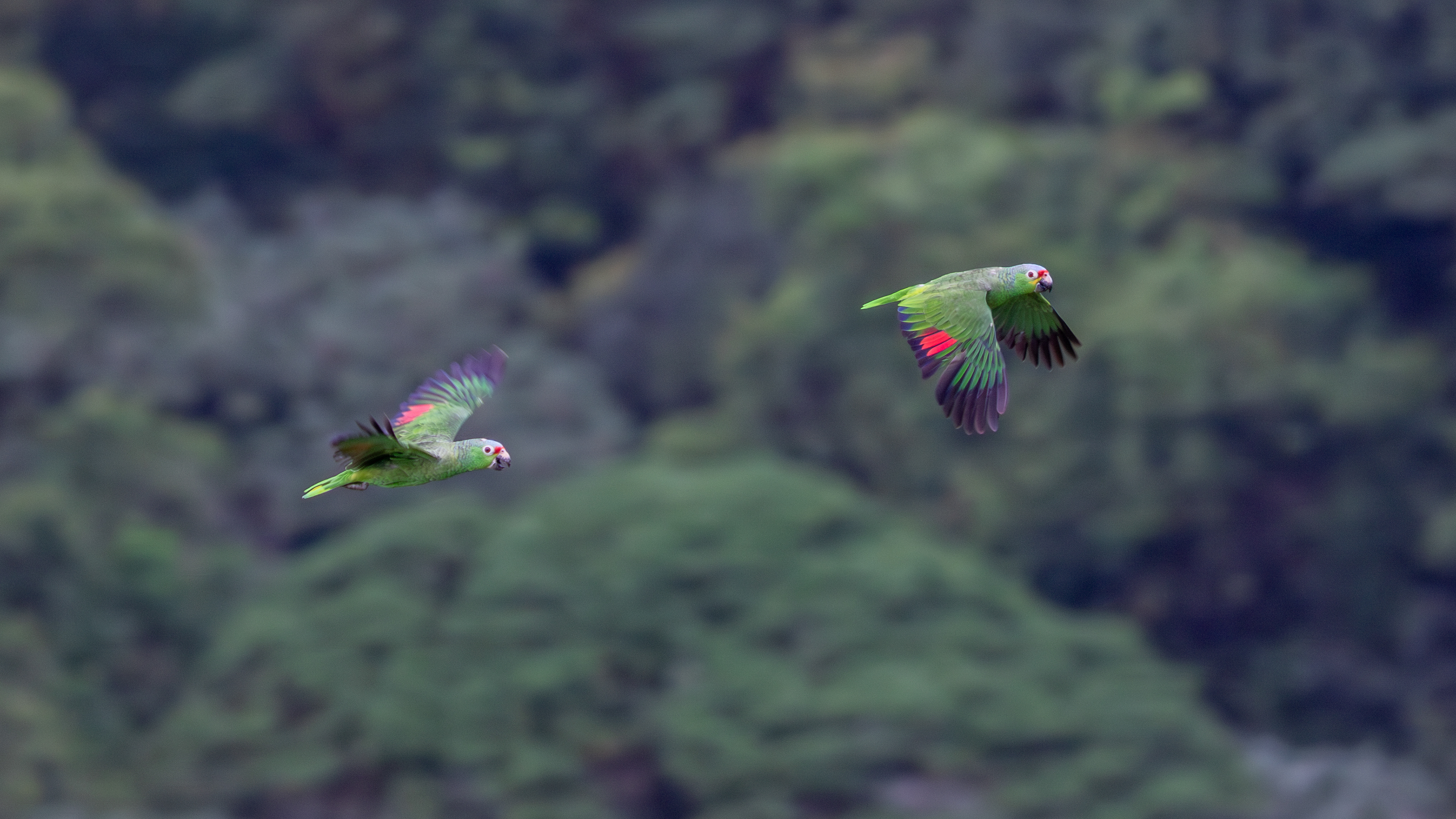 Red-lored Amazons - Aranal Observatory