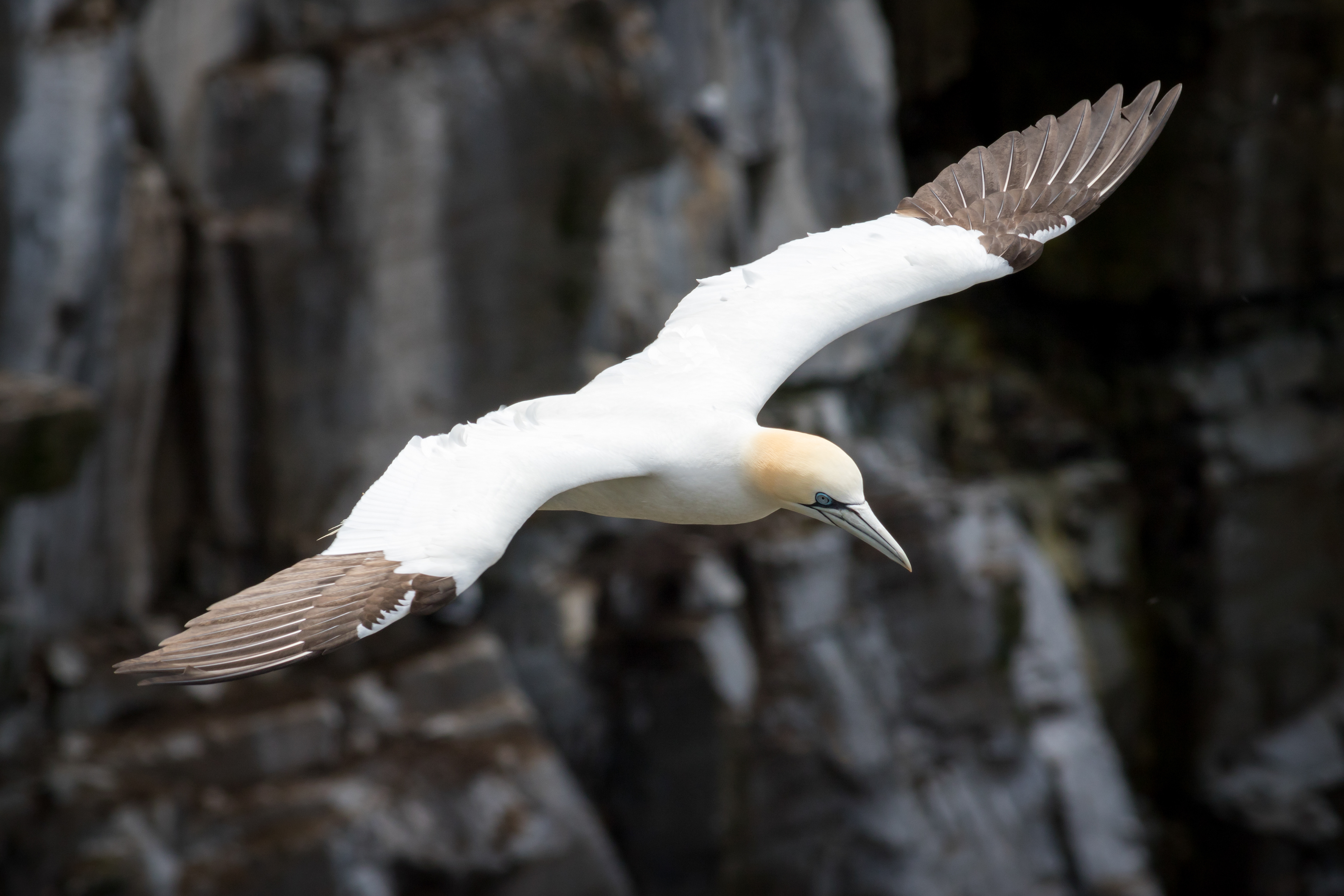 Northern Gannet - Newfoundland