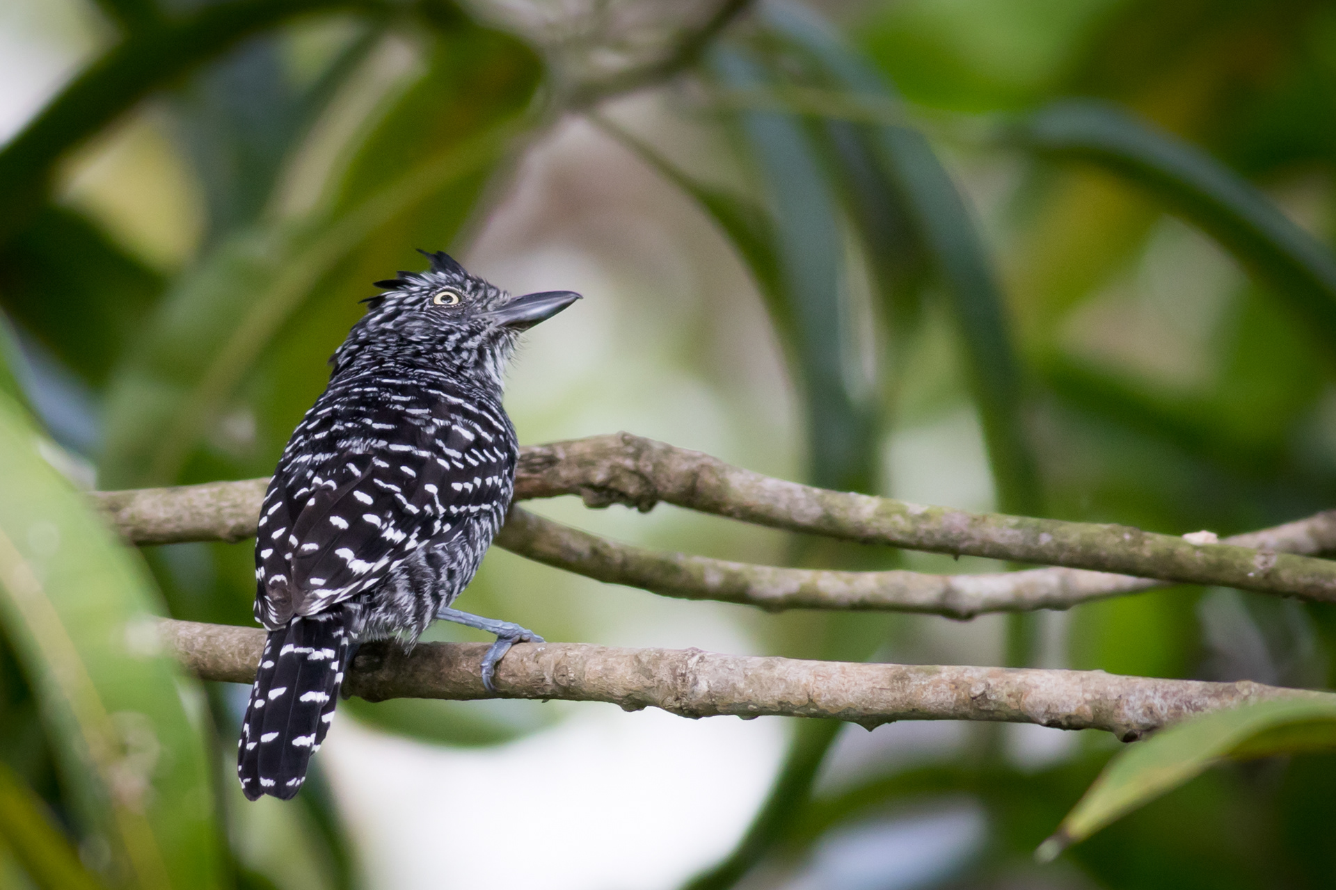 Barred Antshrike - male