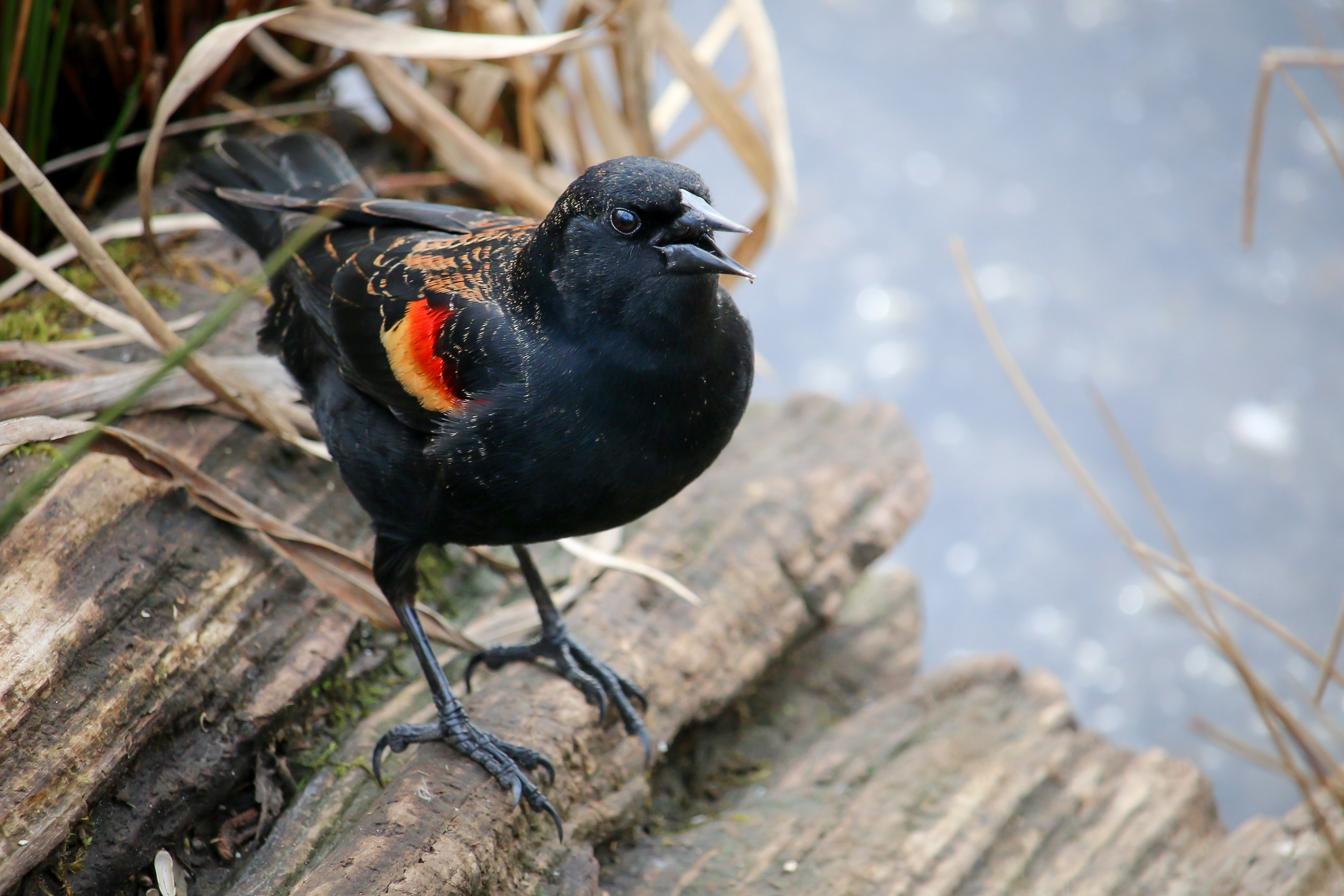 Red-winged Blackbird - BC