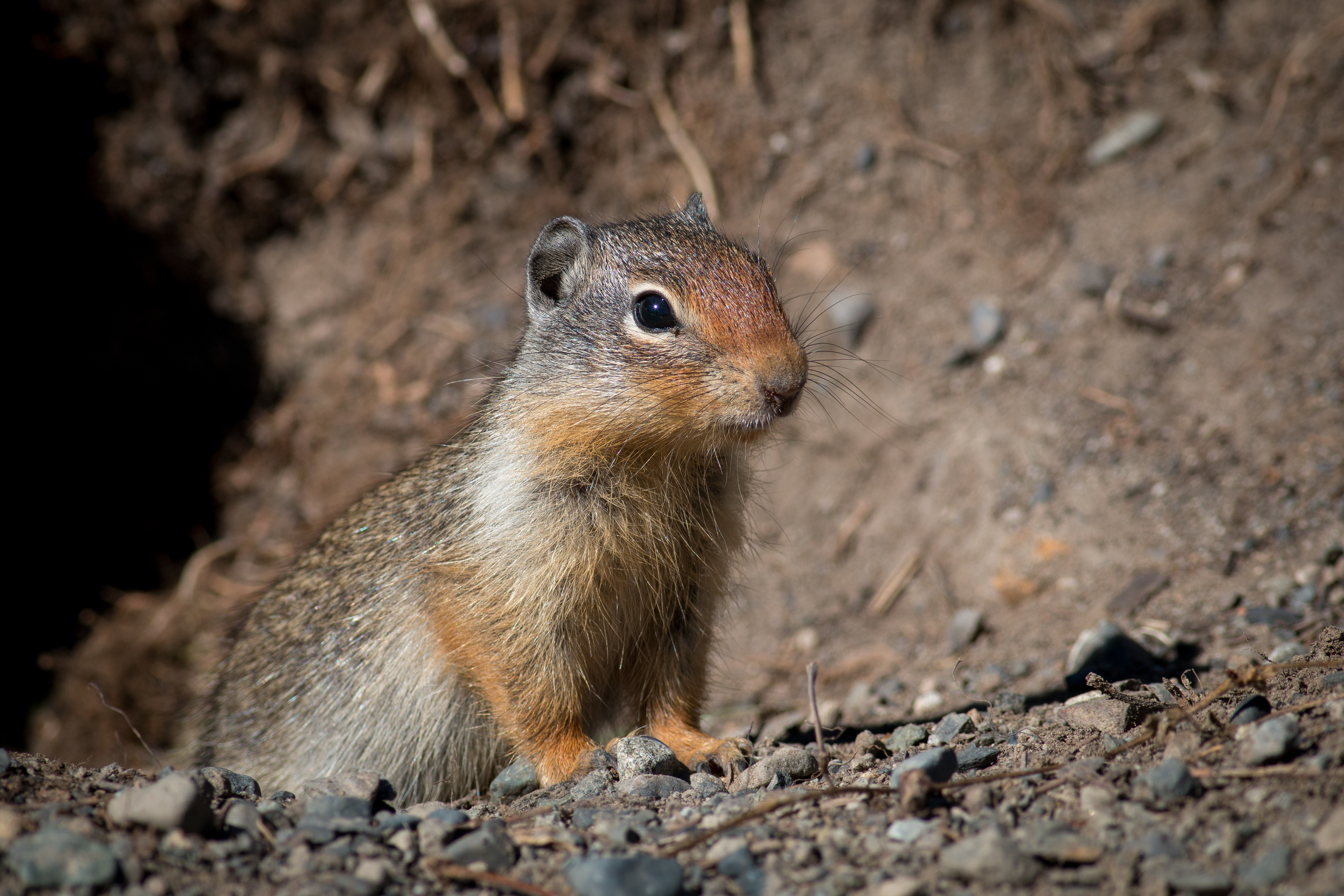 Columbian Ground Squirrel - BC