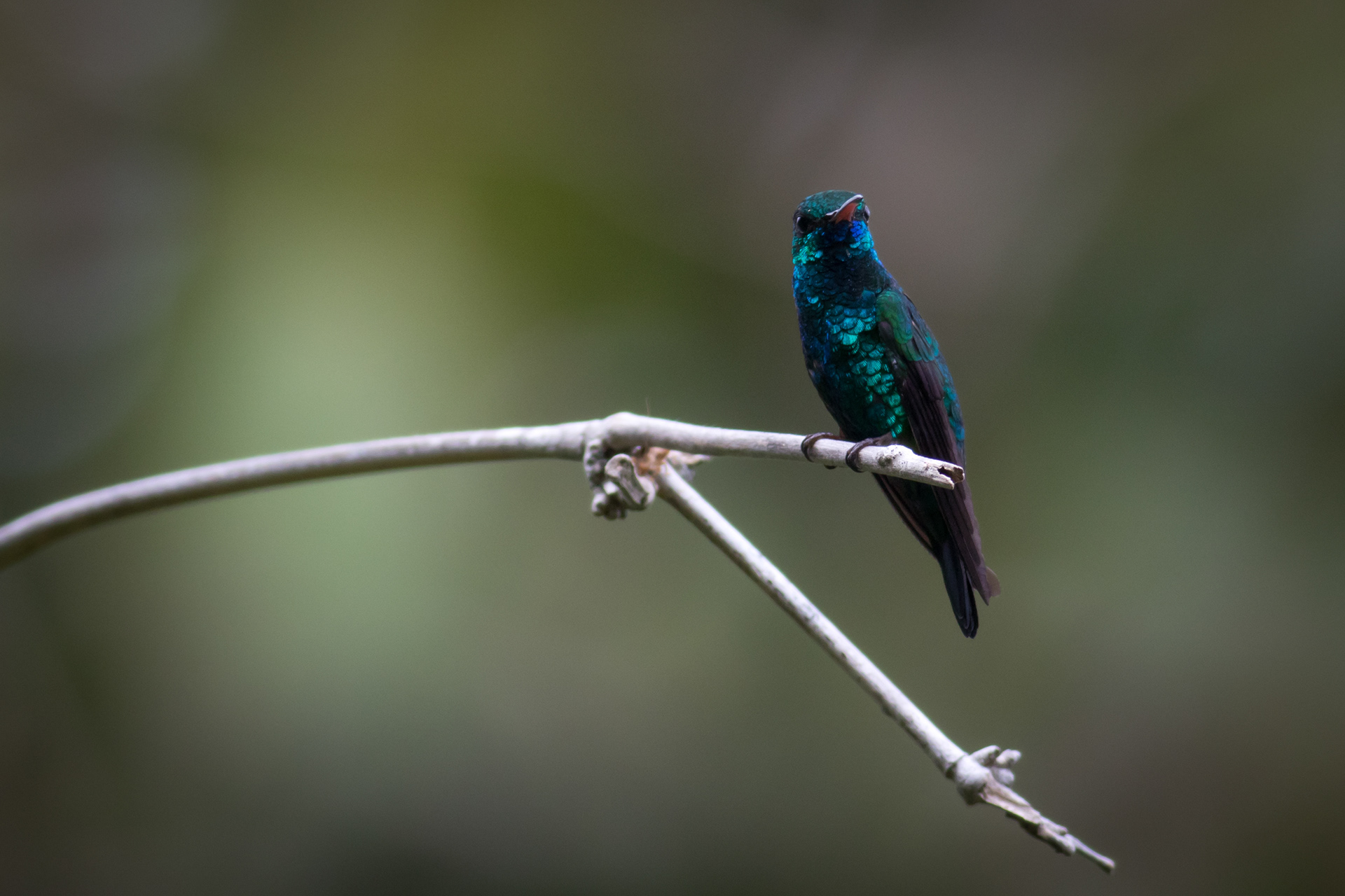 Blue-chinned Sapphire - male