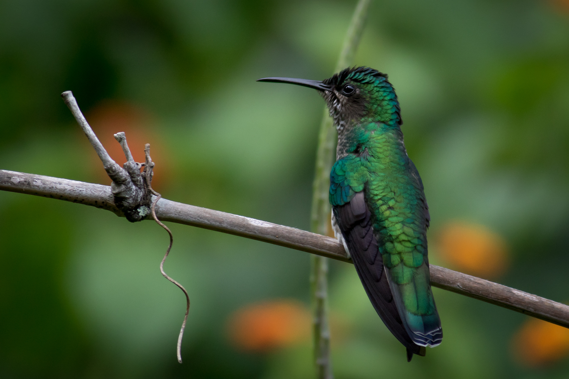 Blue-chinned Sapphire - female