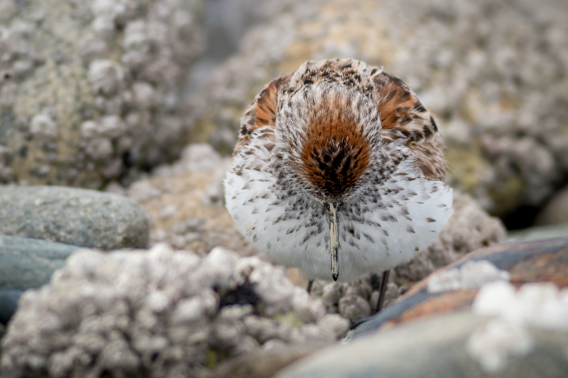 Western Sandpiper - BC