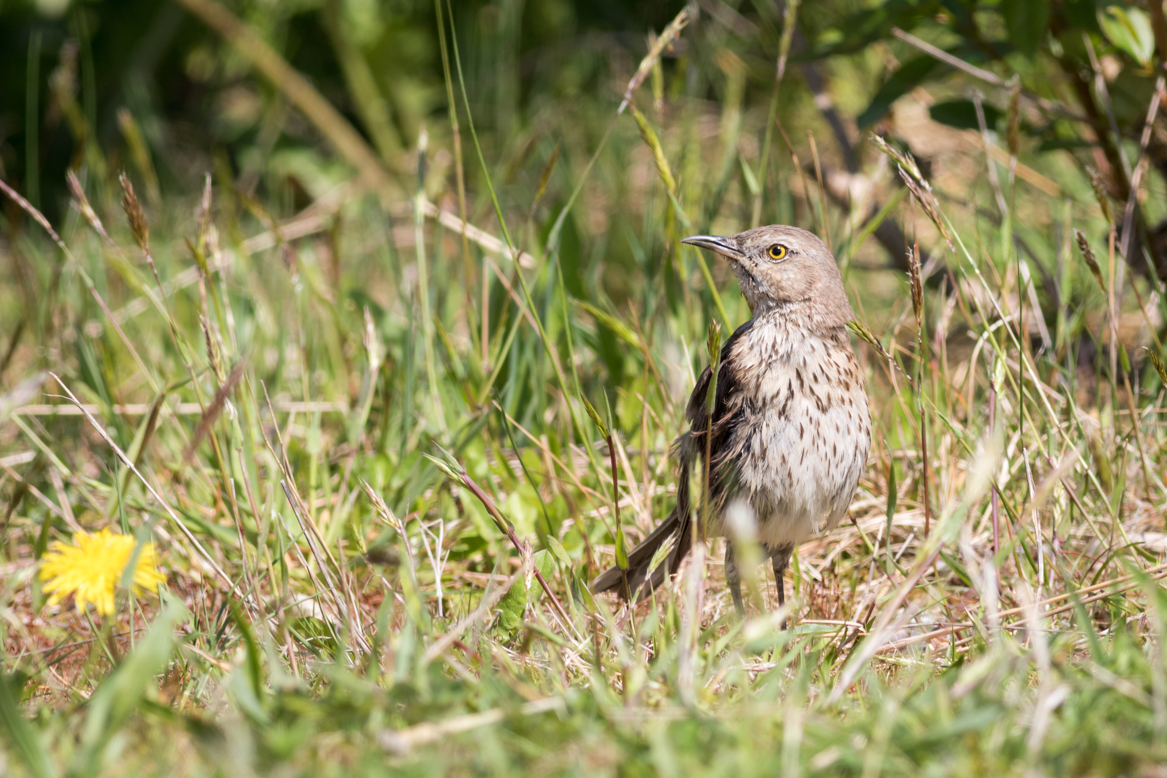 Sage Thrasher - BC