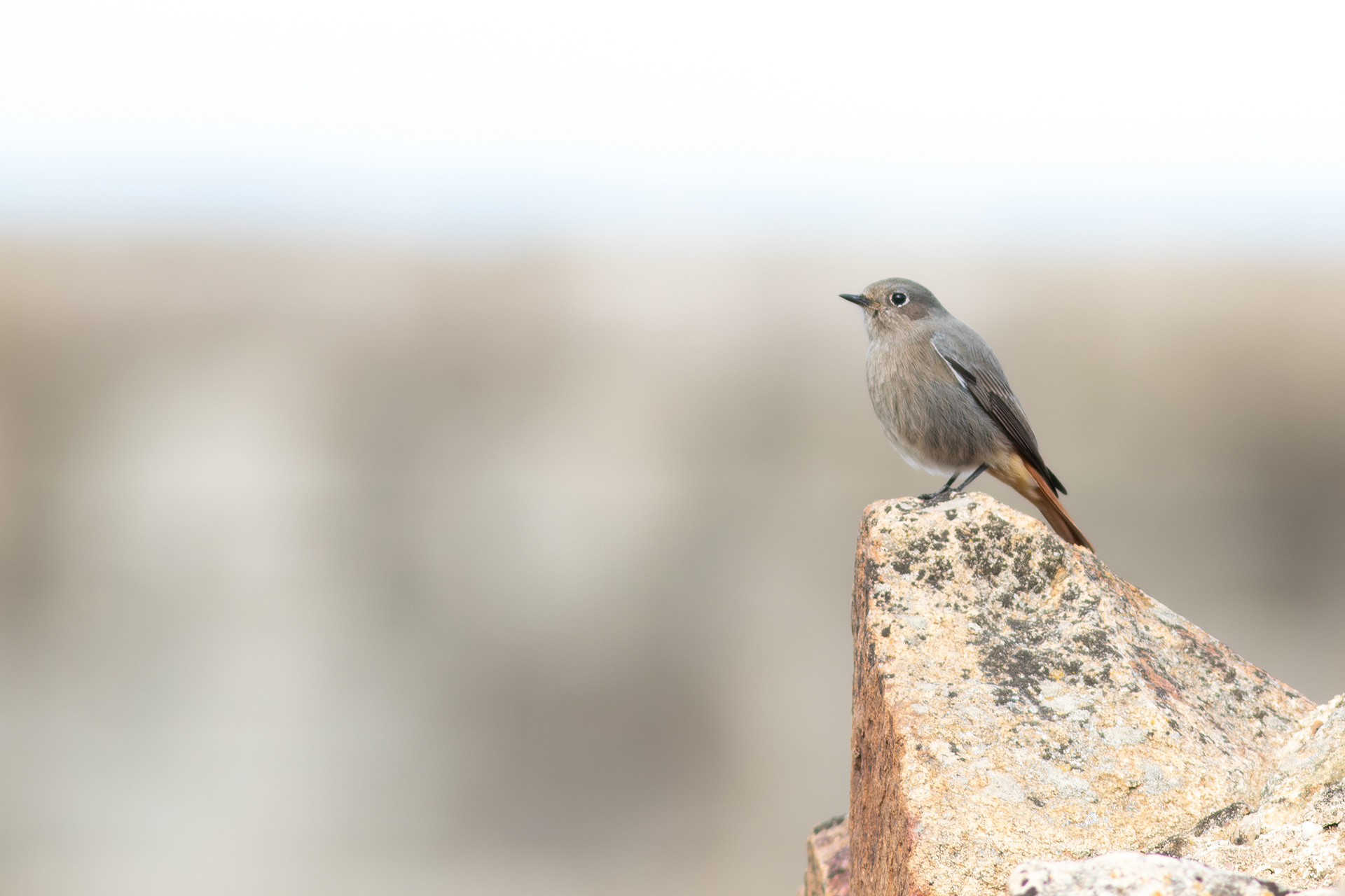 Black Redstart, female
