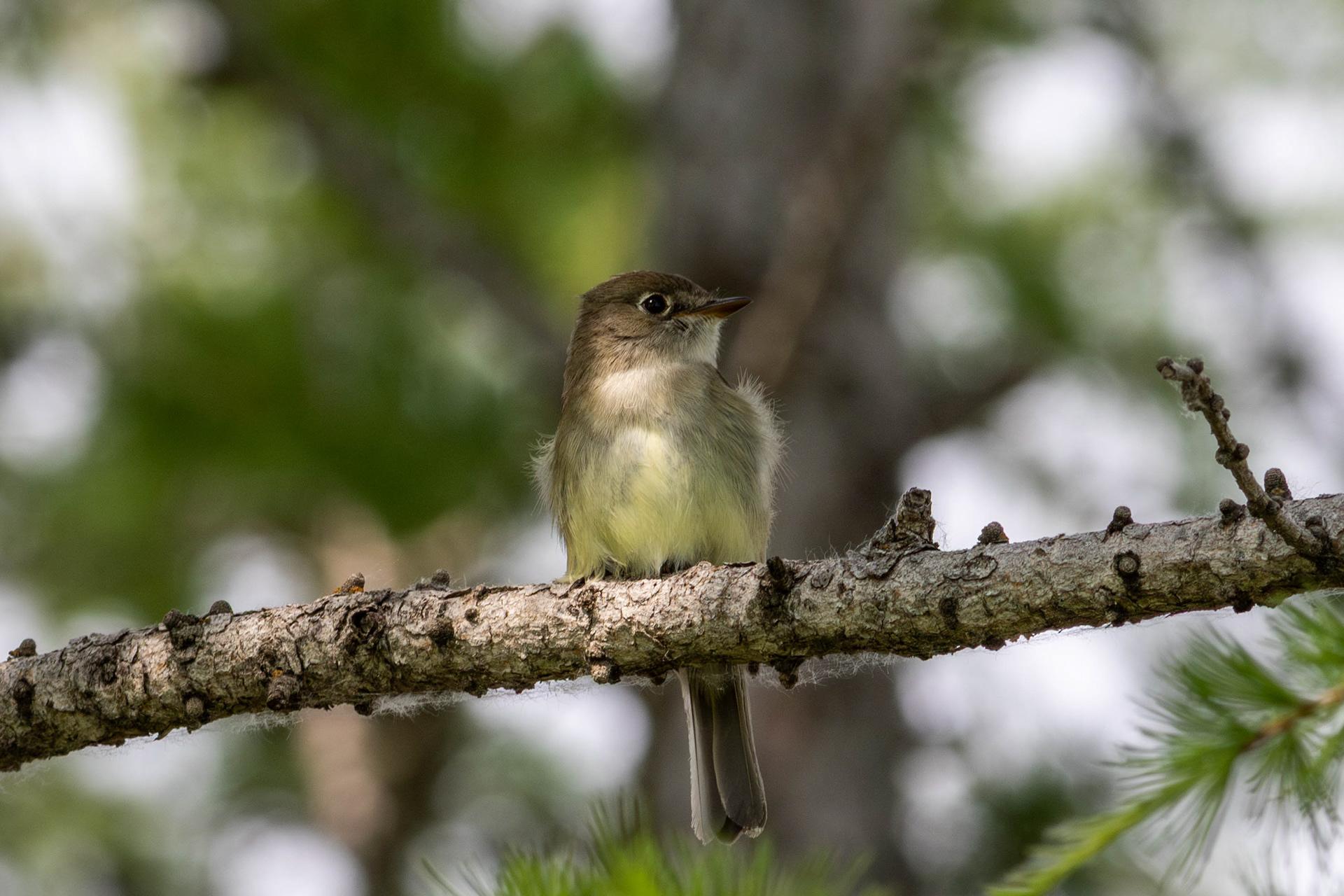 Least Flycatcher - Saskatchewan